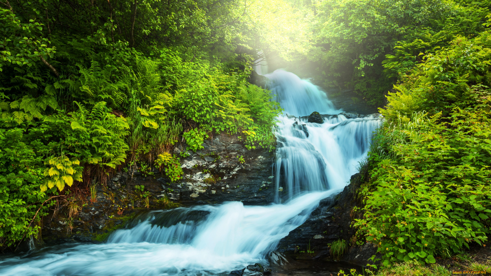 природа, реки, озера, лес, зелень, папоротник, поток, река