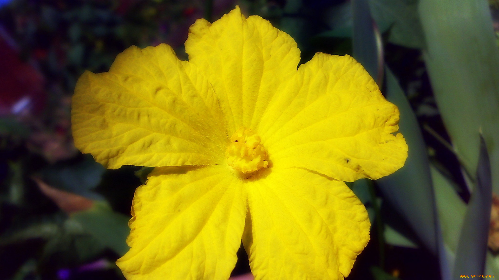 цветы, цветущие, овощи, , ягоды, макро, жёлтый, цветок