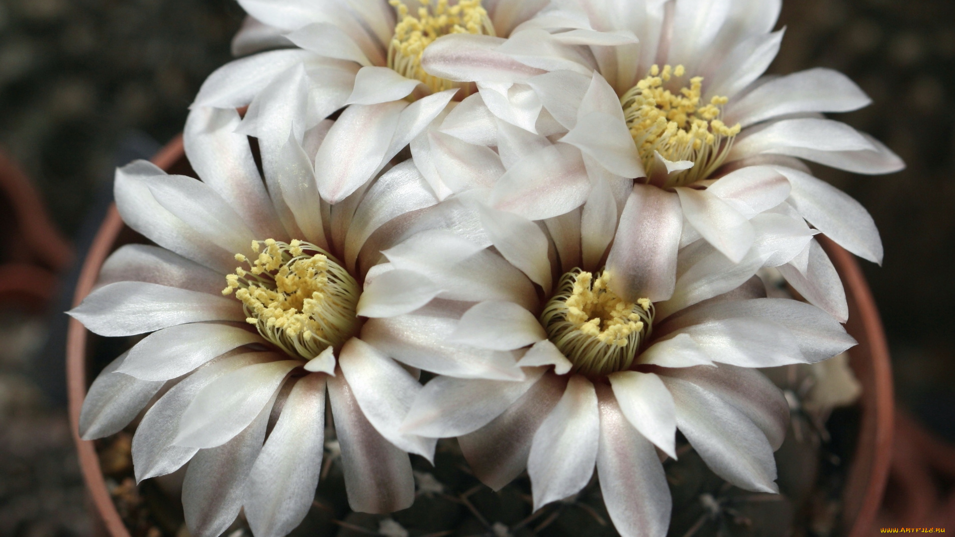 цветы, кактусы, цветение, красота, колючки, кактус, макро