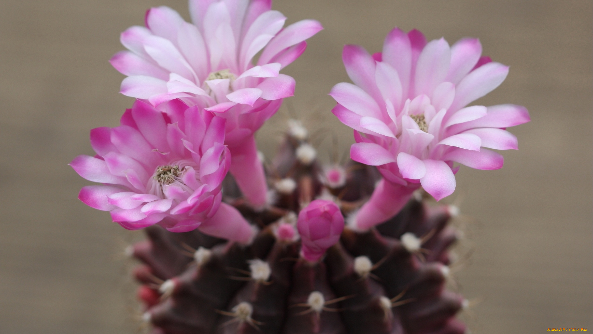 цветы, кактусы, кактус, цветение, красота, макро