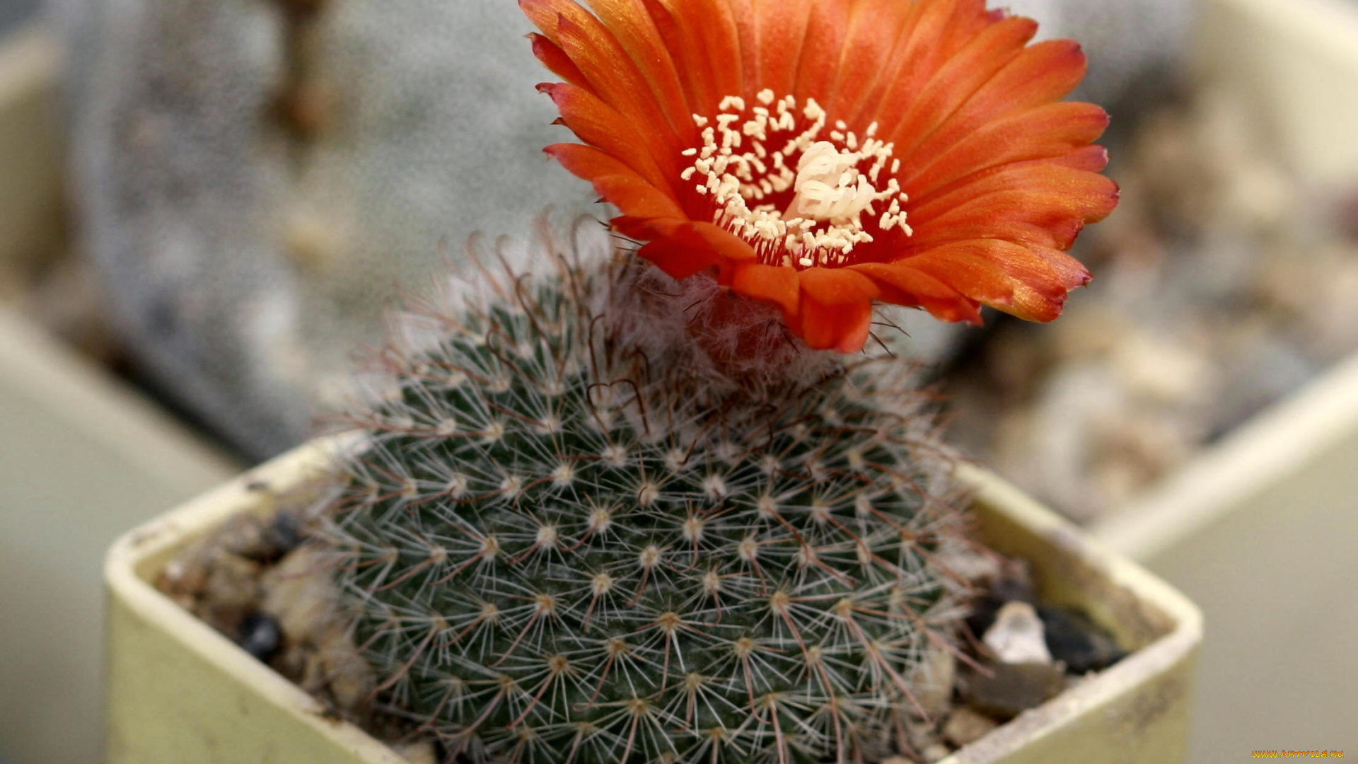 цветы, кактусы, кактус, макро, цветение, красота, колючки