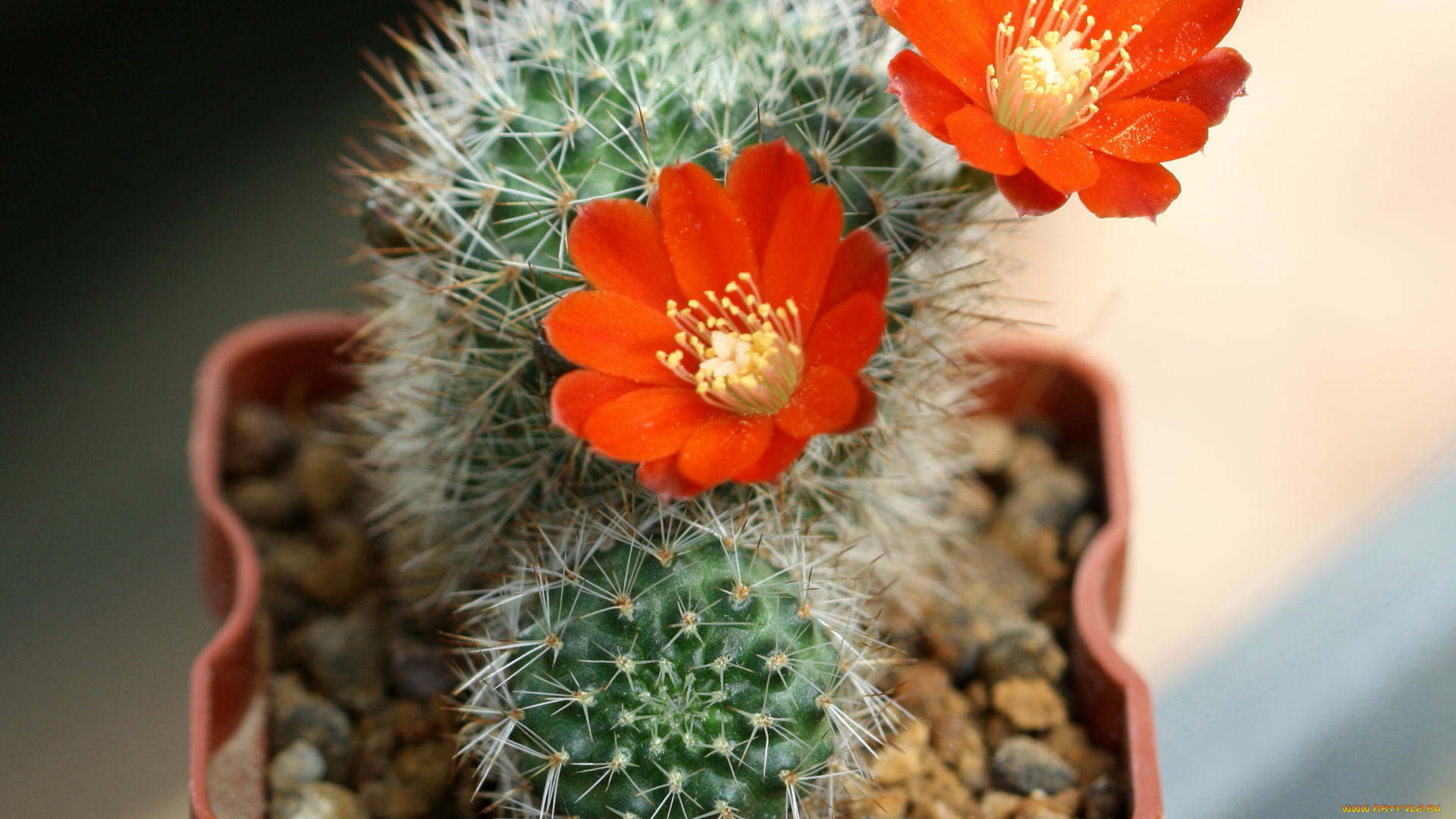 цветы, кактусы, красота, цветение, макро, кактус