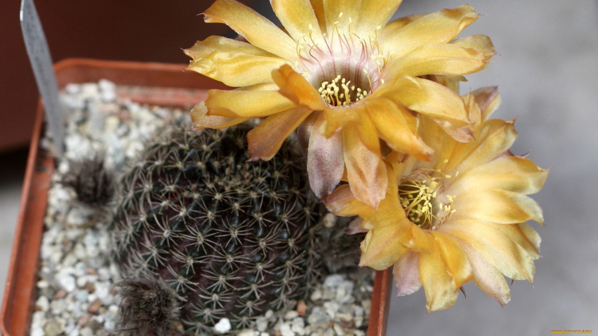 цветы, кактусы, красота, кактус, цветение, макро