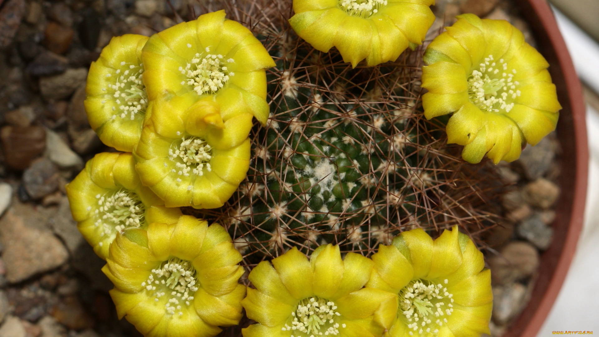 цветы, кактусы, красота, кактус, цветение, макро