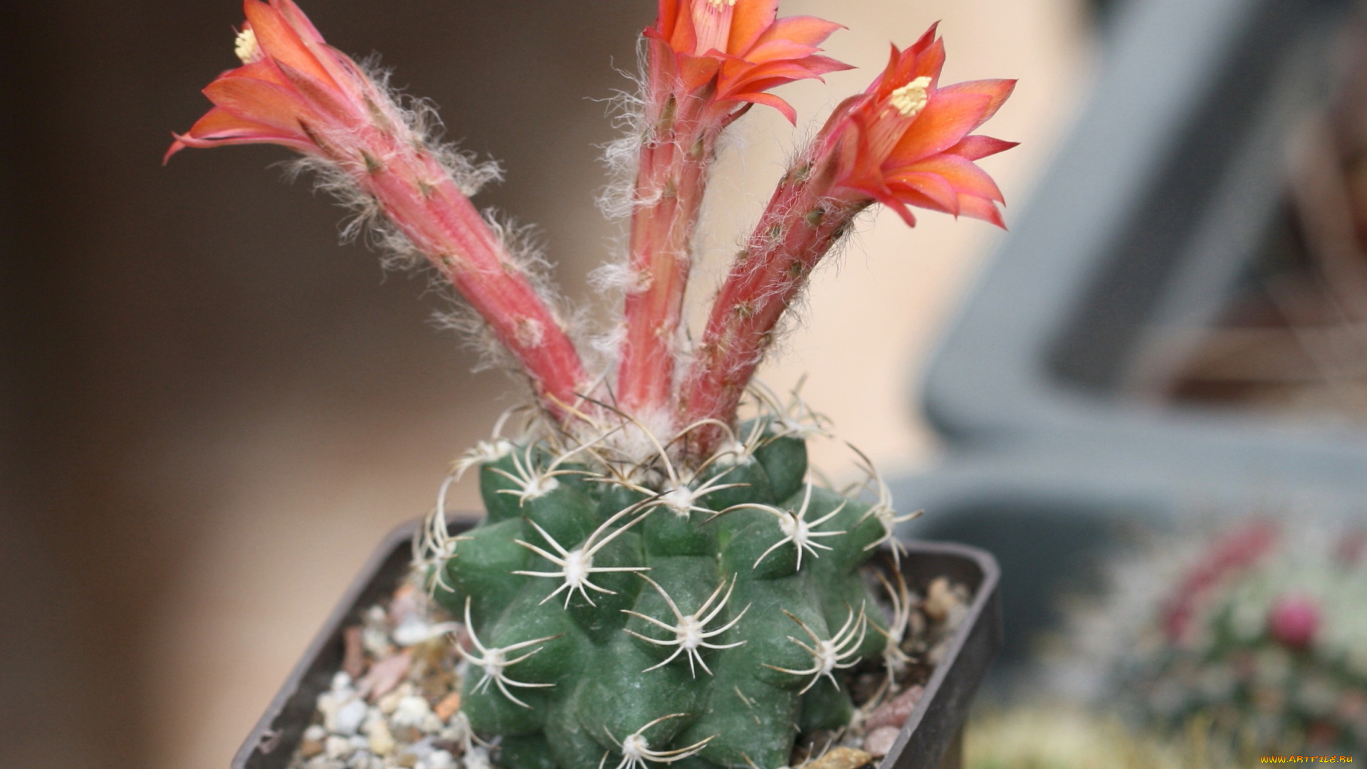 цветы, кактусы, макро, кактус, колючки, красота, цветение