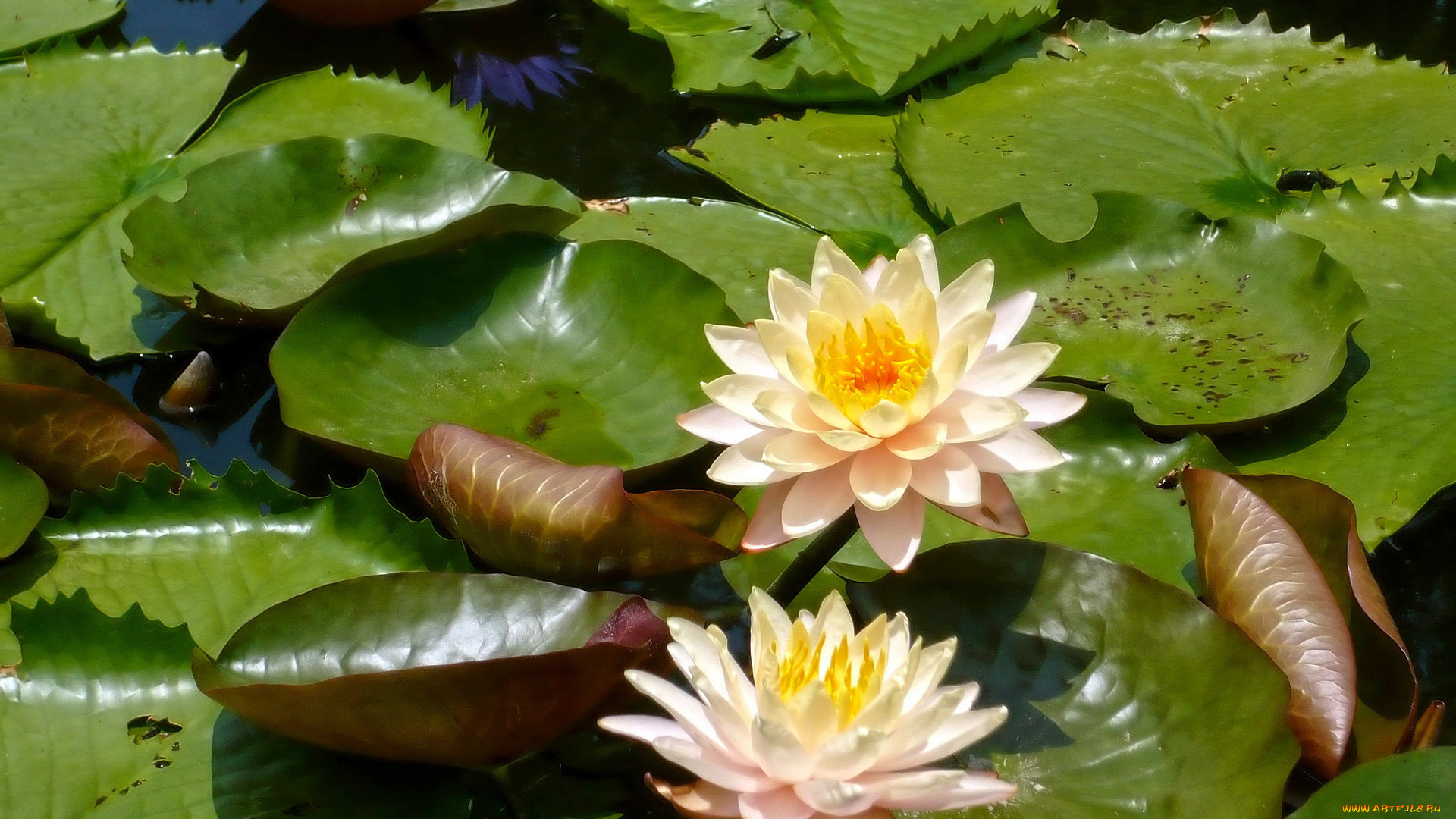 цветы, лилии, водяные, , нимфеи, , кувшинки, лепестки
