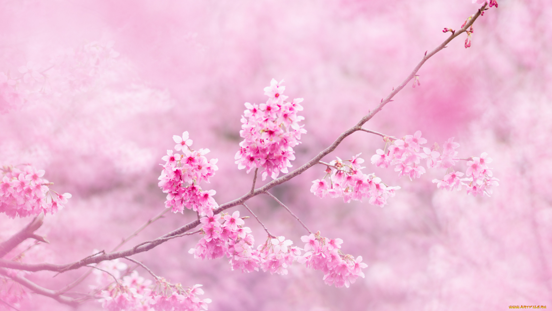 цветы, сакура, , вишня, ветки