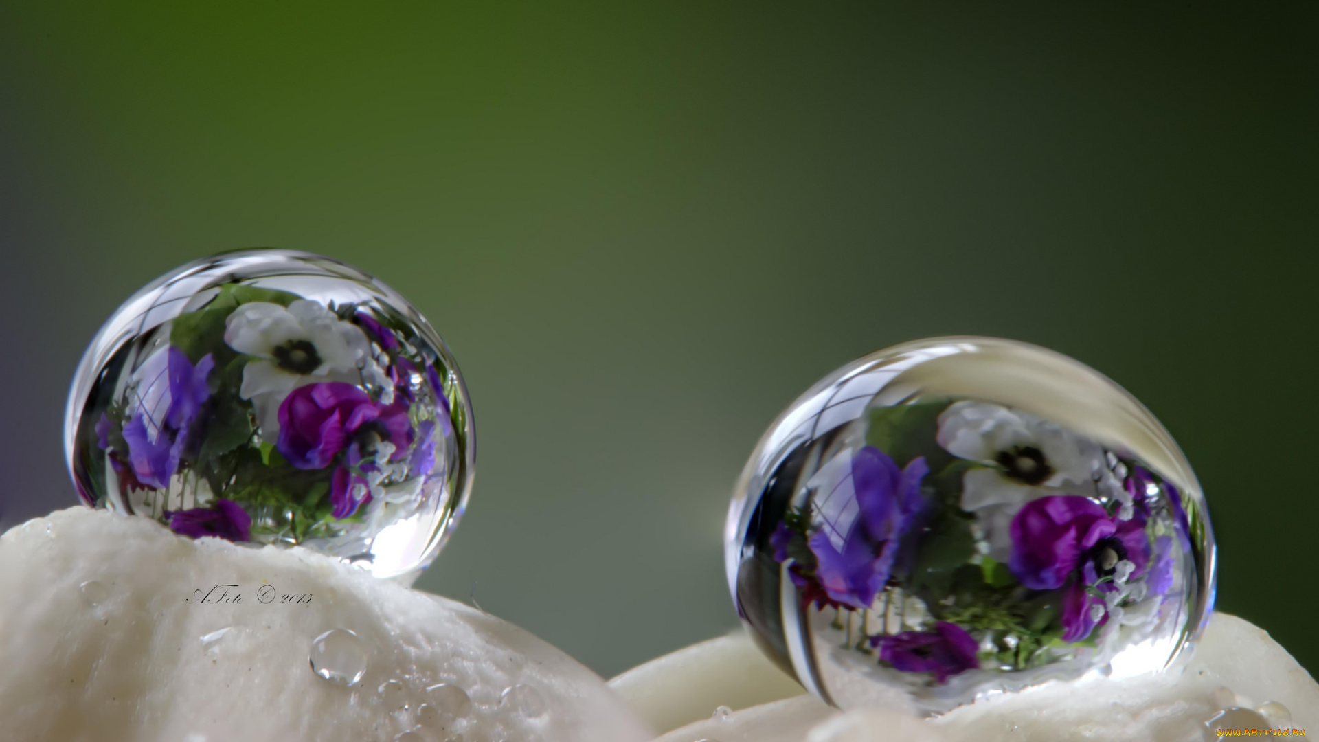 разное, капли, , брызги, , всплески, цветы, петунии, макро, вода