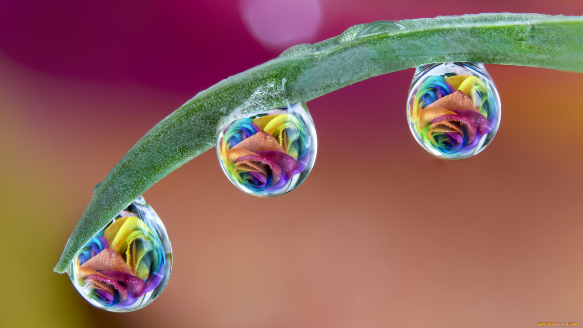 разное, капли, , брызги, , всплески, травинка, розы, цветы, роса, макро