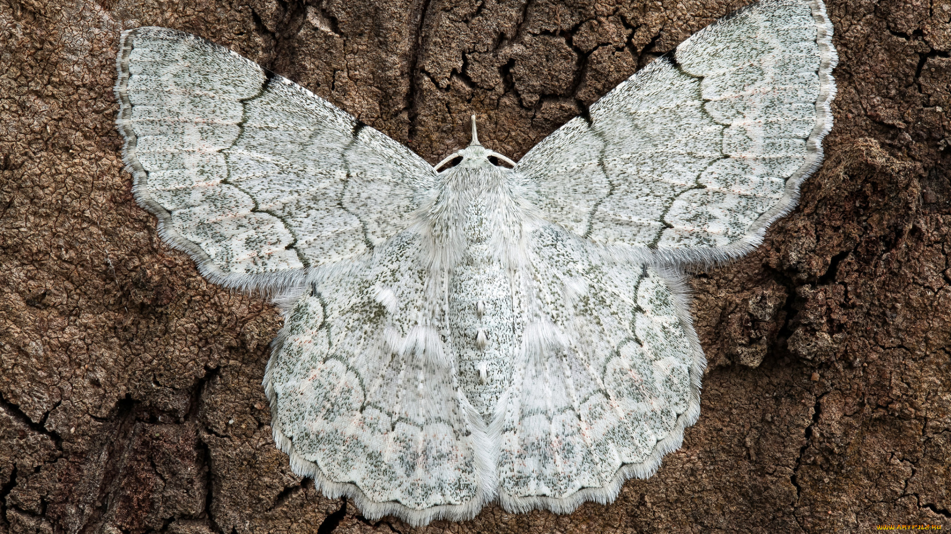 животные, бабочки, , мотыльки, , моли, моль, бабочка, макро, усики, крылья