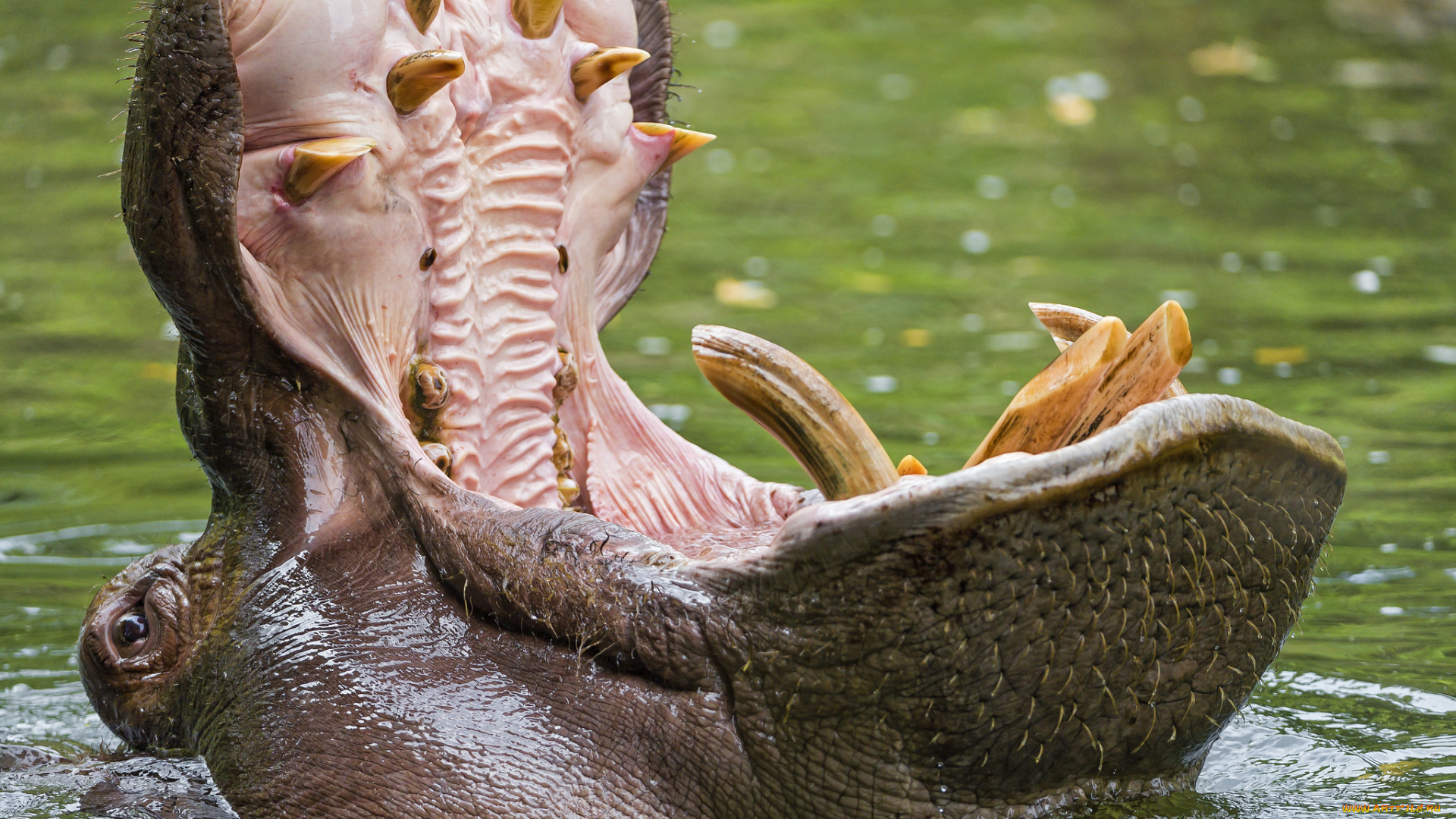 животные, бегемоты, животное, бегемот, пасть
