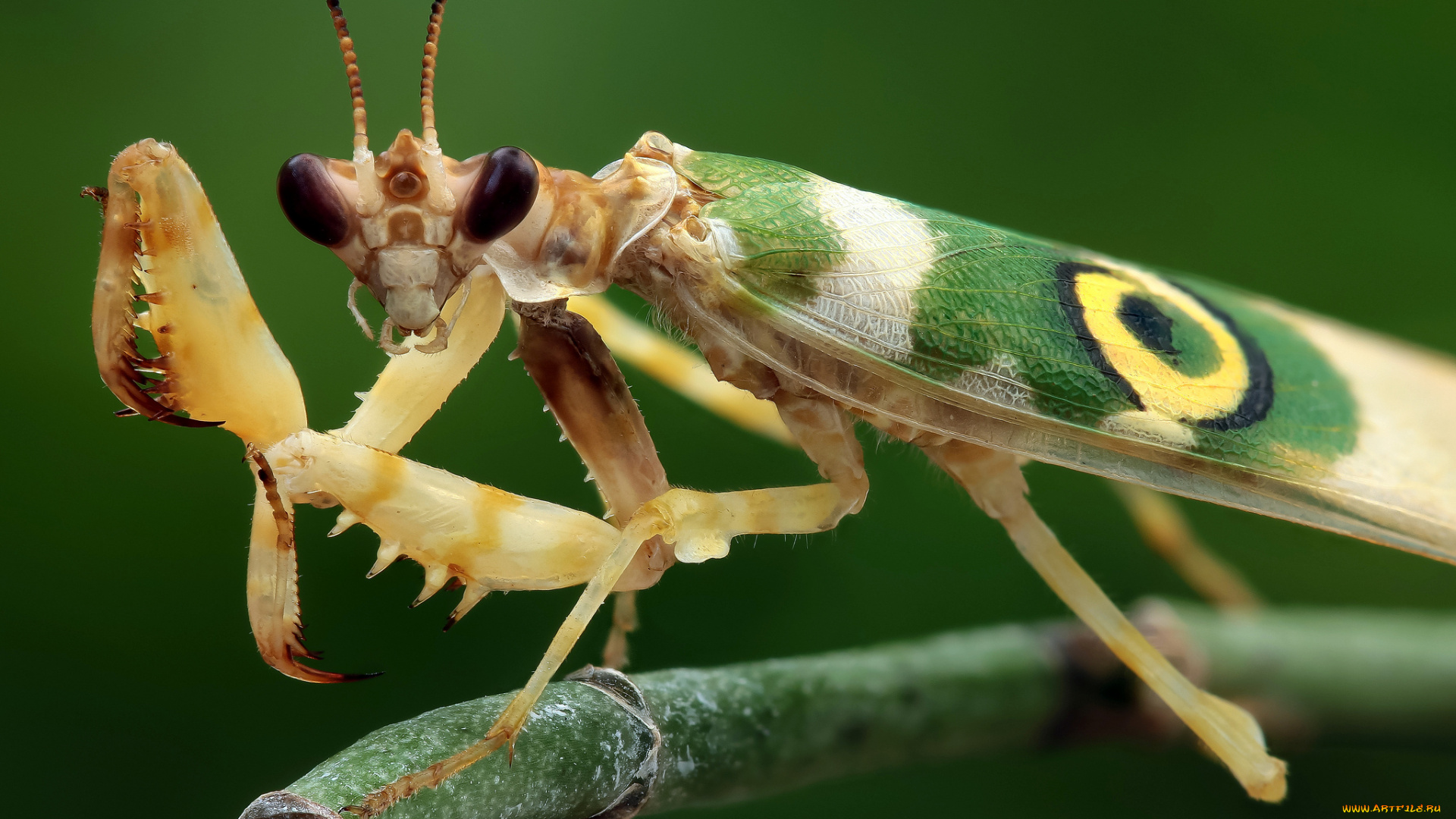 животные, богомолы, фон, богомол, насекомое, травинка, макро