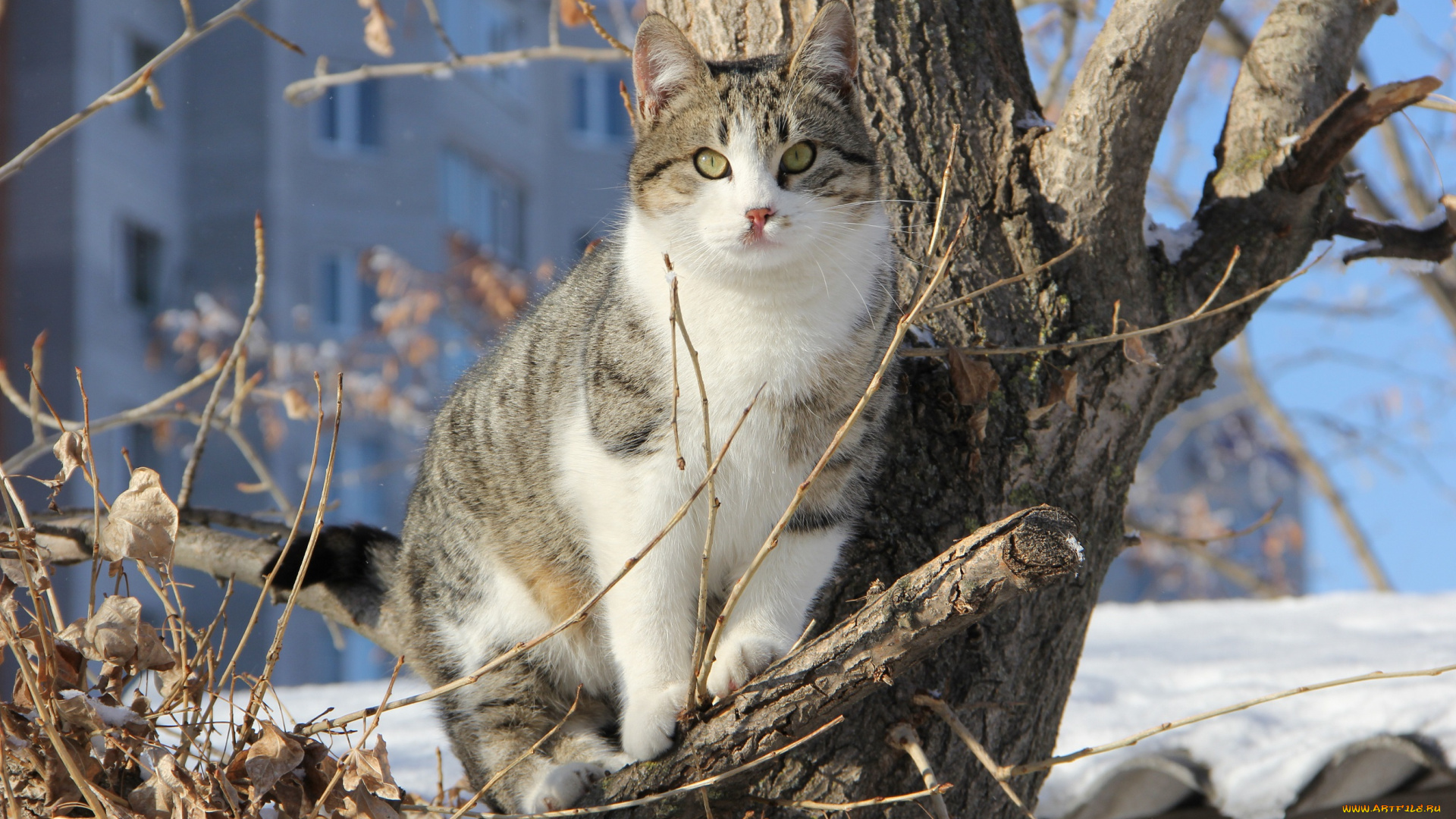 животные, коты, дерево, коте, кошка, полосатый, ветки, кот