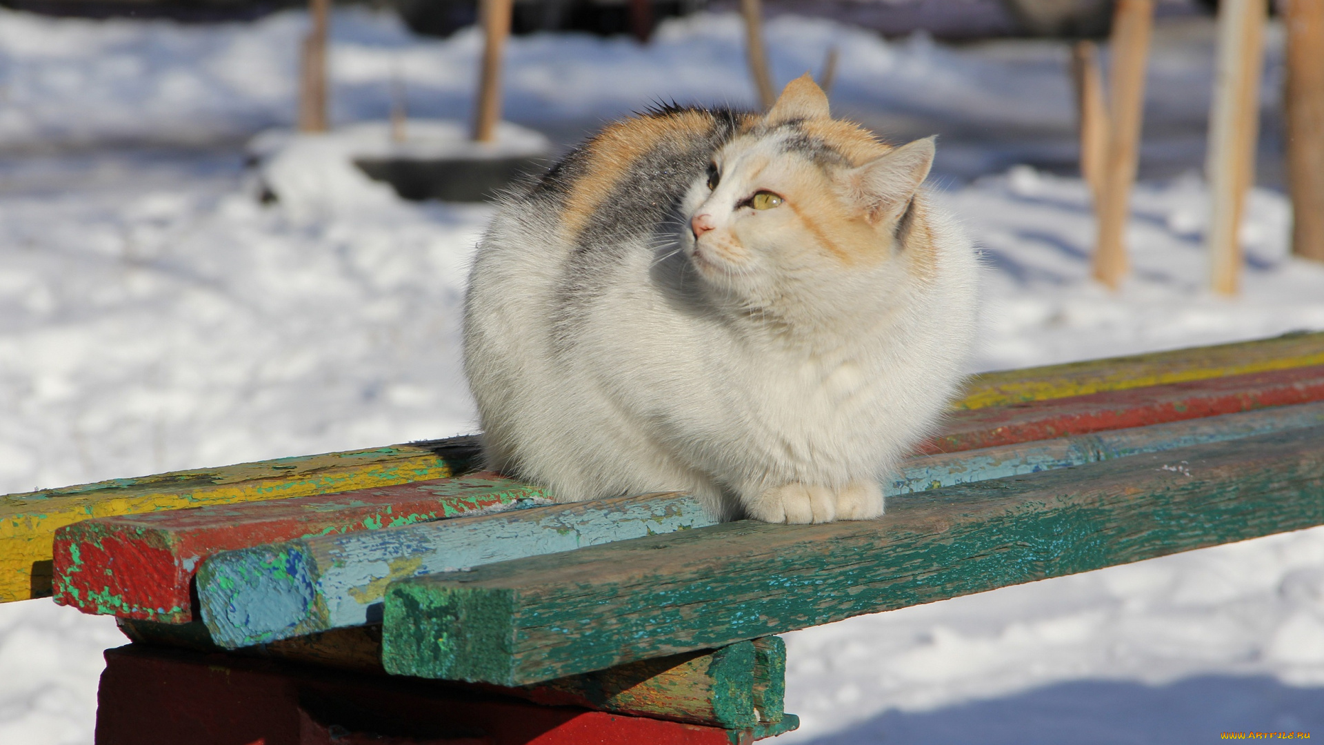 животные, коты, киса, кошка, лавочка, кот, зима, коте