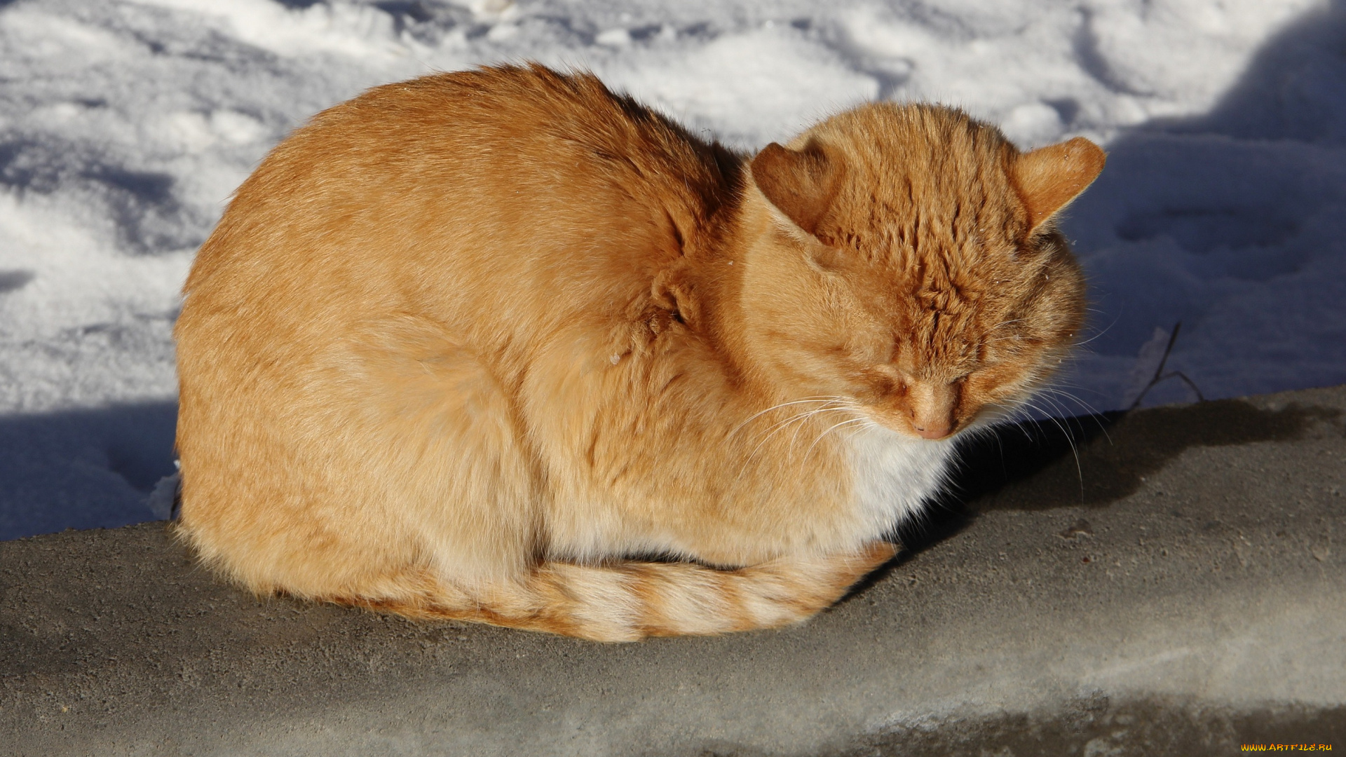 животные, коты, киса, коте, лавочка, дрёма, рыжий, усы, ушки