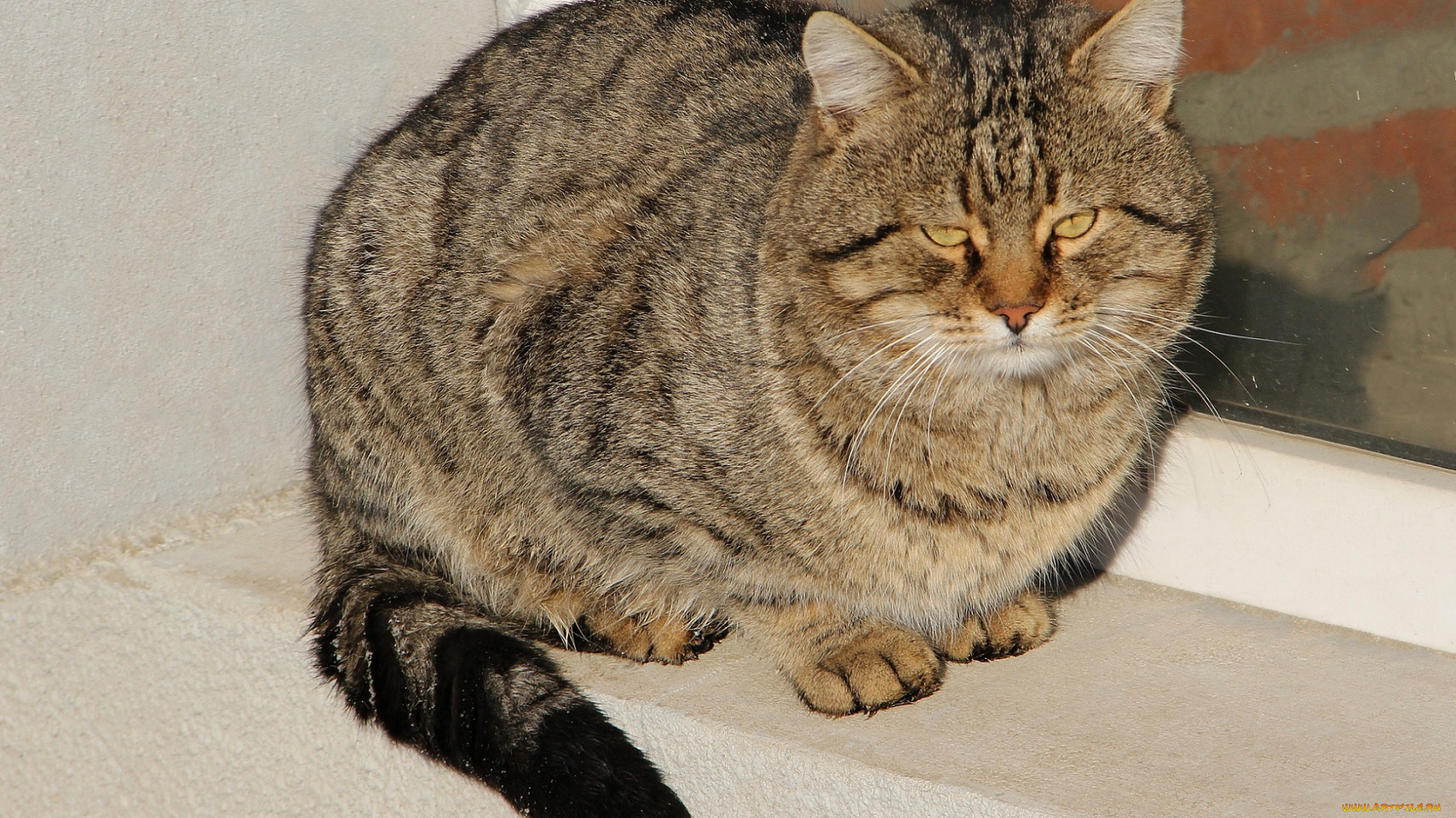 животные, коты, коте, киса, взгляд, усы, ушки