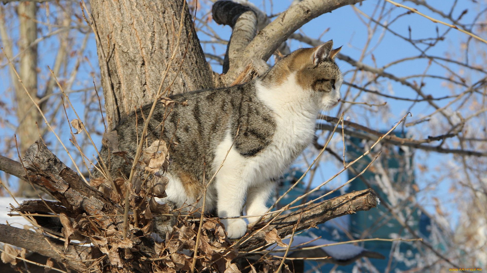 животные, коты, коте, полосатый, ветки, дерево, кошка, кот
