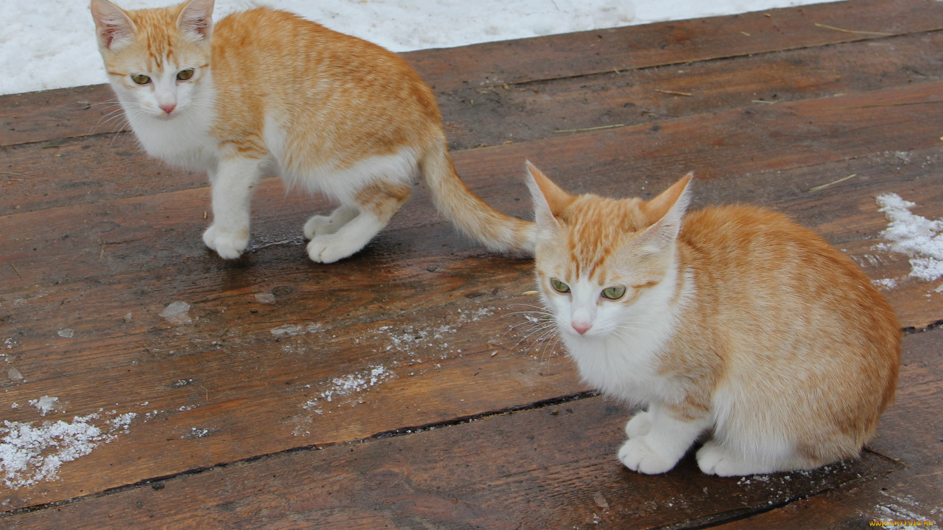 животные, коты, котята, пара, рыжие