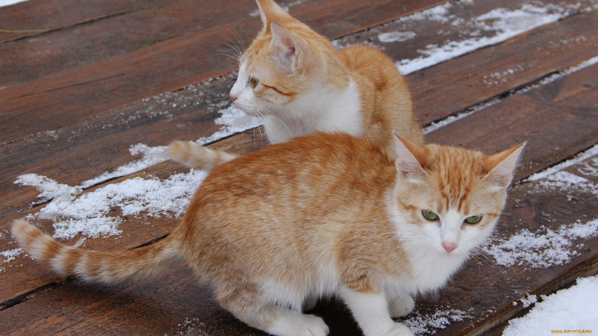 животные, коты, котята, пара, рыжие