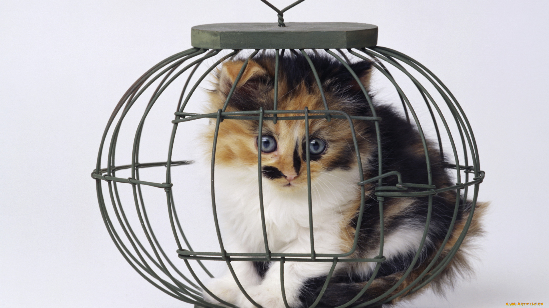 животные, коты, кьтенок, клетка