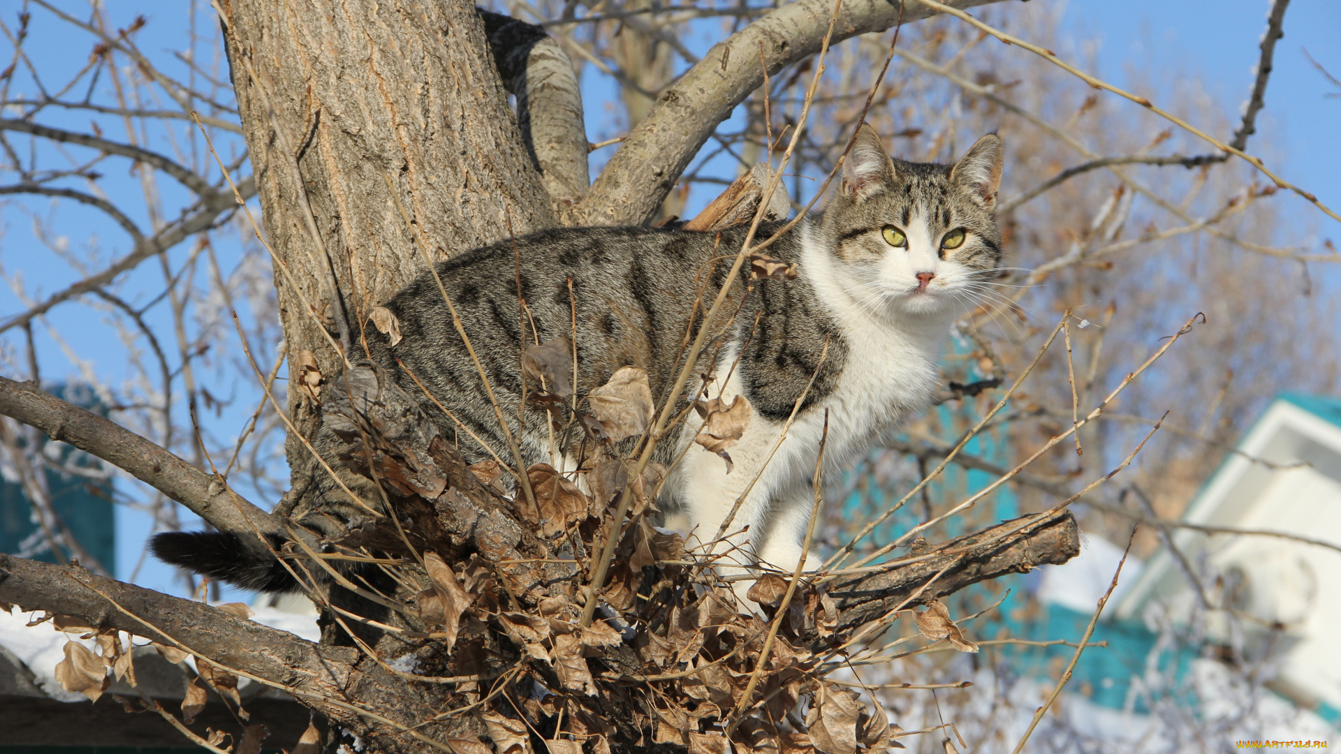 животные, коты, небо, дерево, взгляд, киса, коте, кошка, кот, ветки