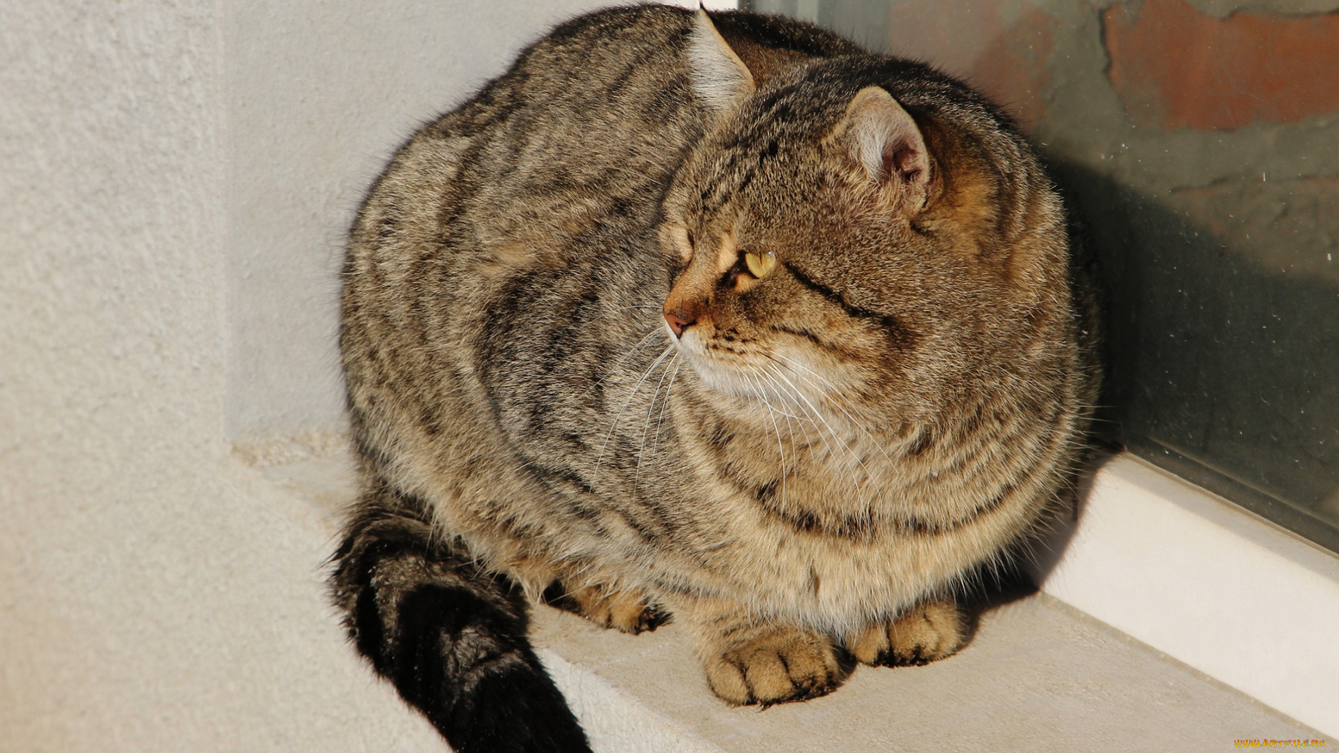 животные, коты, ушки, усы, коте, взгляд, киса