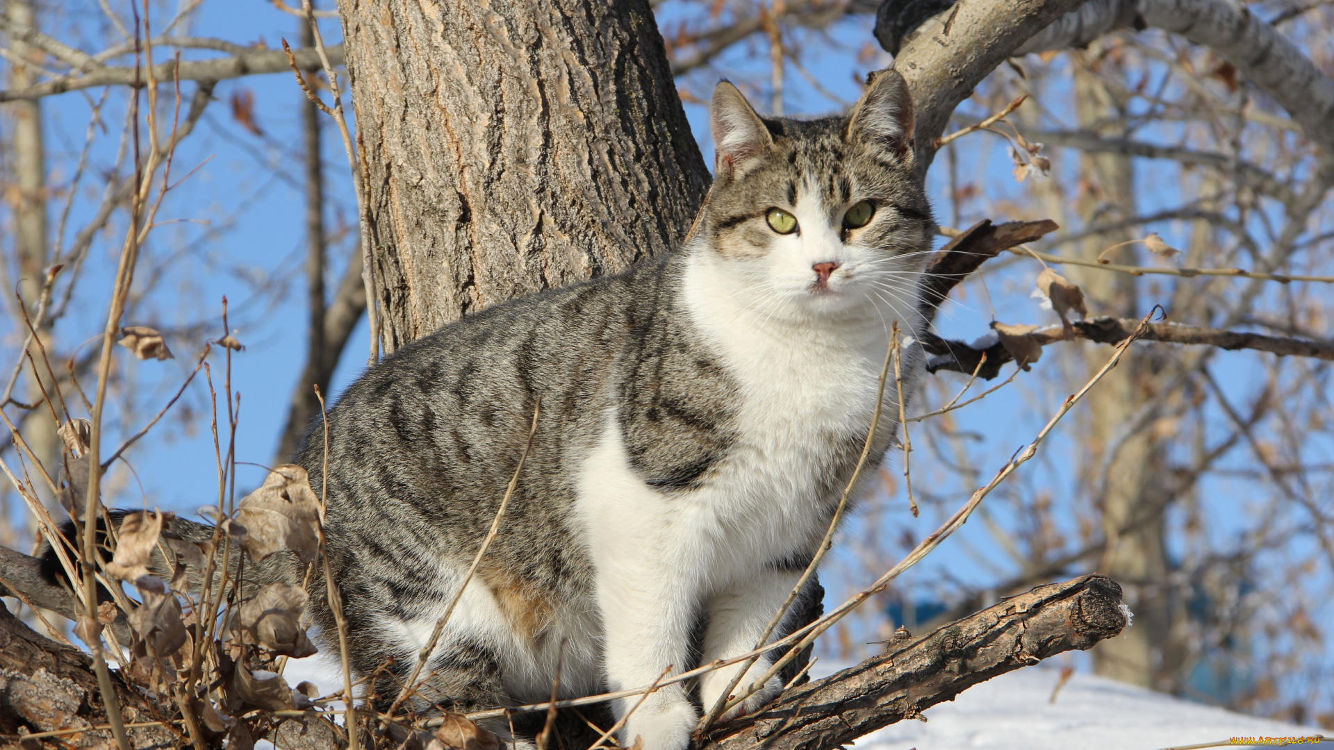 животные, коты, ветки, полосатый, дерево, кошка, кот, коте