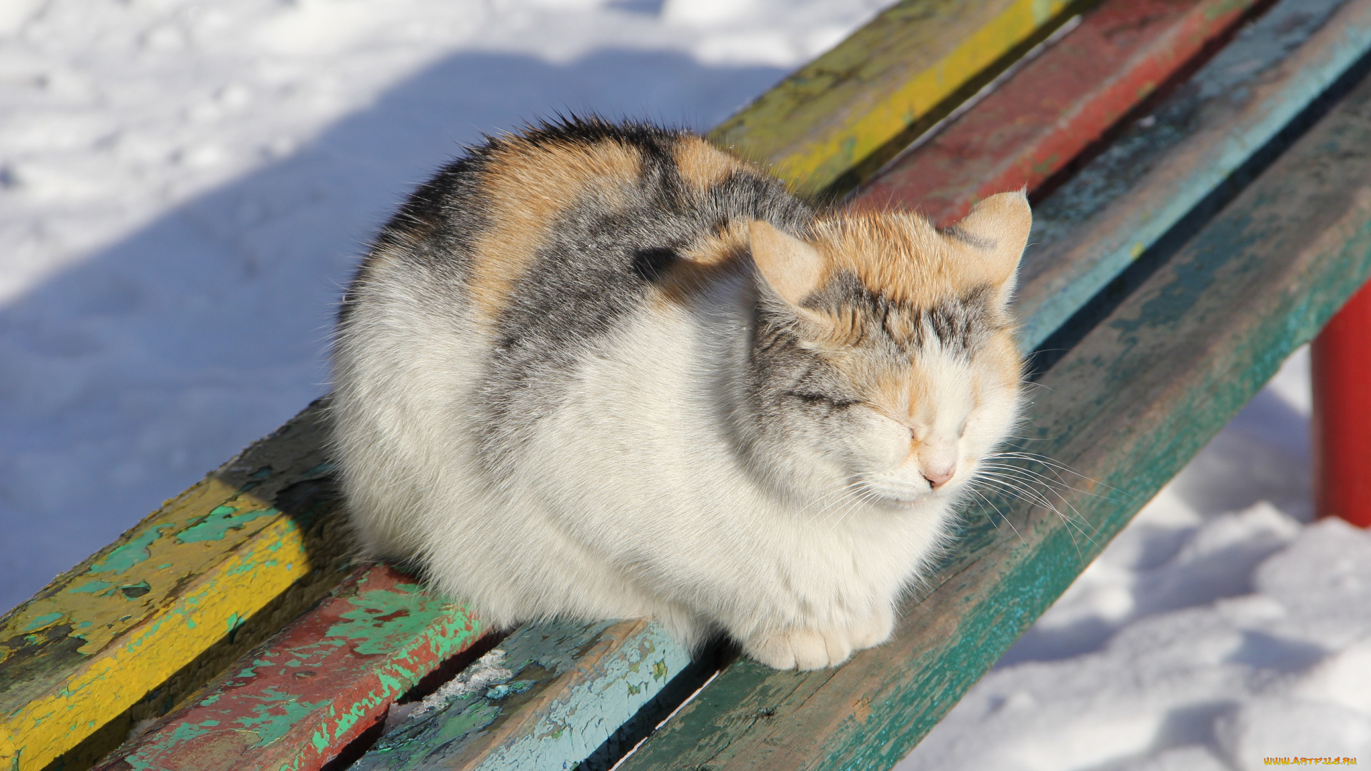 животные, коты, зима, солнечно, дрёма, коте, киса, лавочка