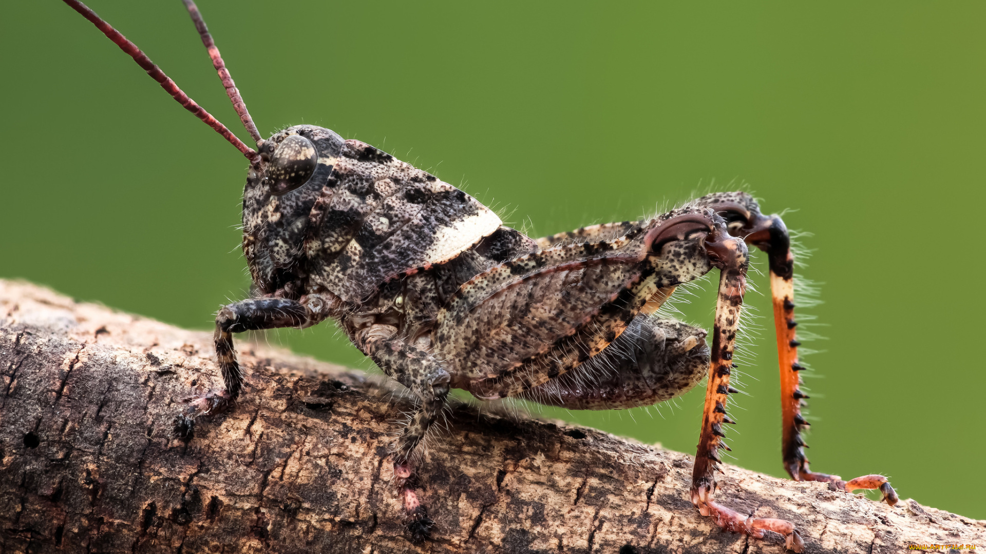 животные, кузнечики, , саранча, фон, утро, насекомое, макро, травинка, кузнечик