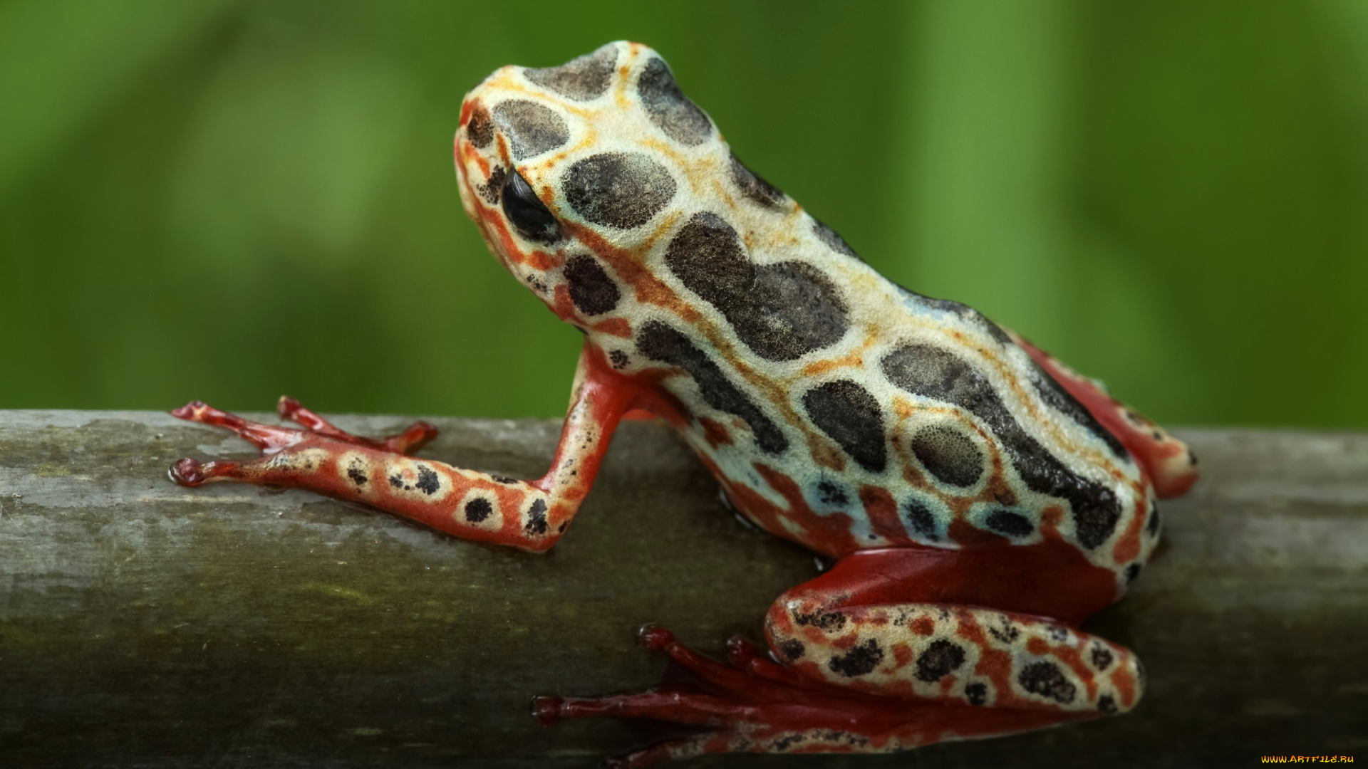 животные, лягушки, фон, лягушка, макро