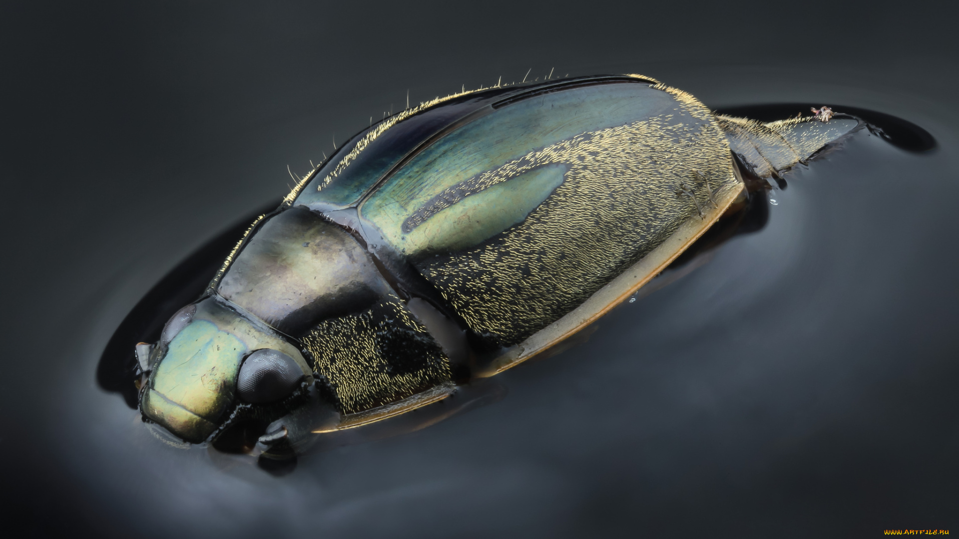 животные, насекомые, фон, насекомое, жук, вода, макро