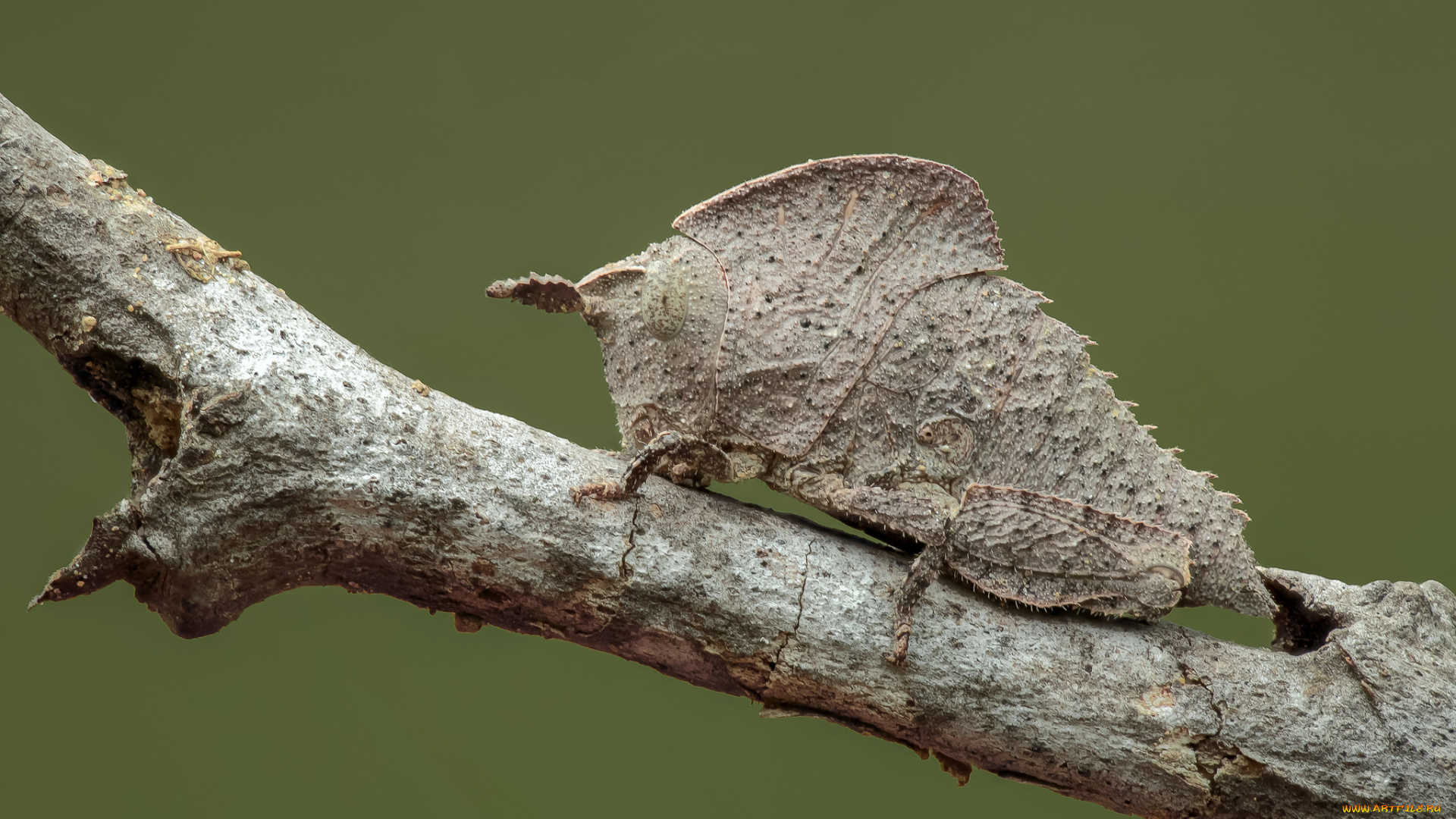 животные, насекомые, фон, утро, макро, насекомое, жук, травинка