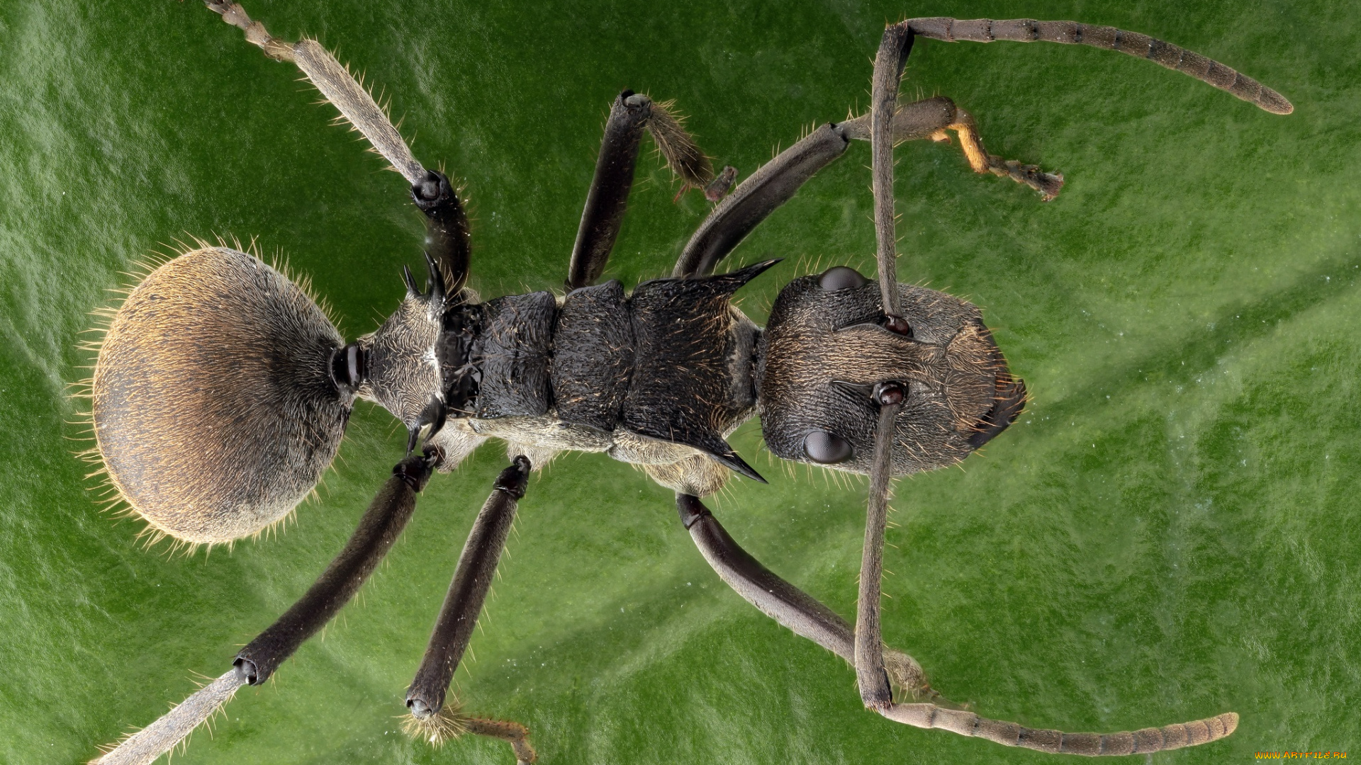 животные, насекомые, насекомое, фон, муравей, жук, травинка, макро