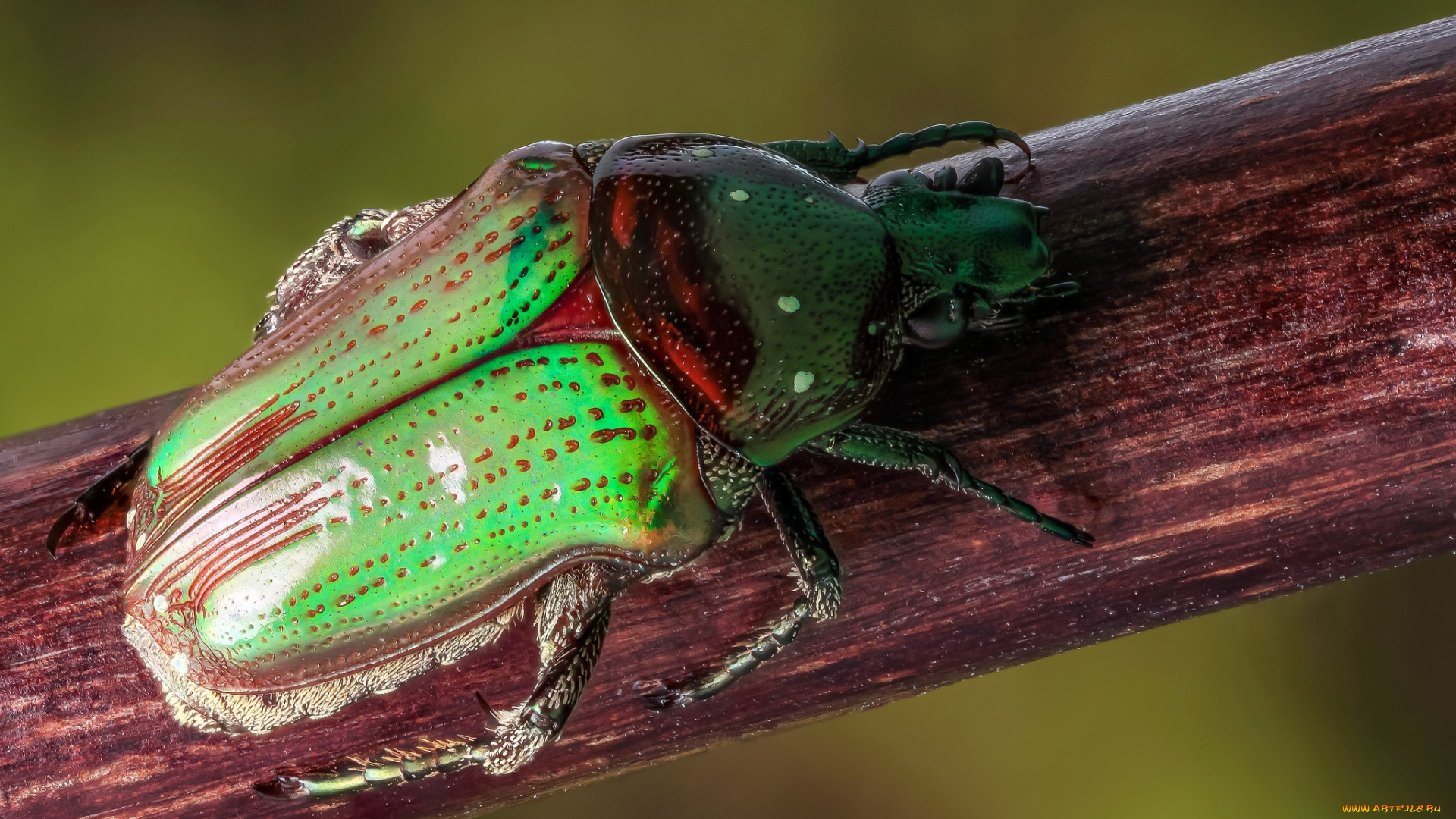 животные, насекомые, насекомое, травинка, жук, макро, фон