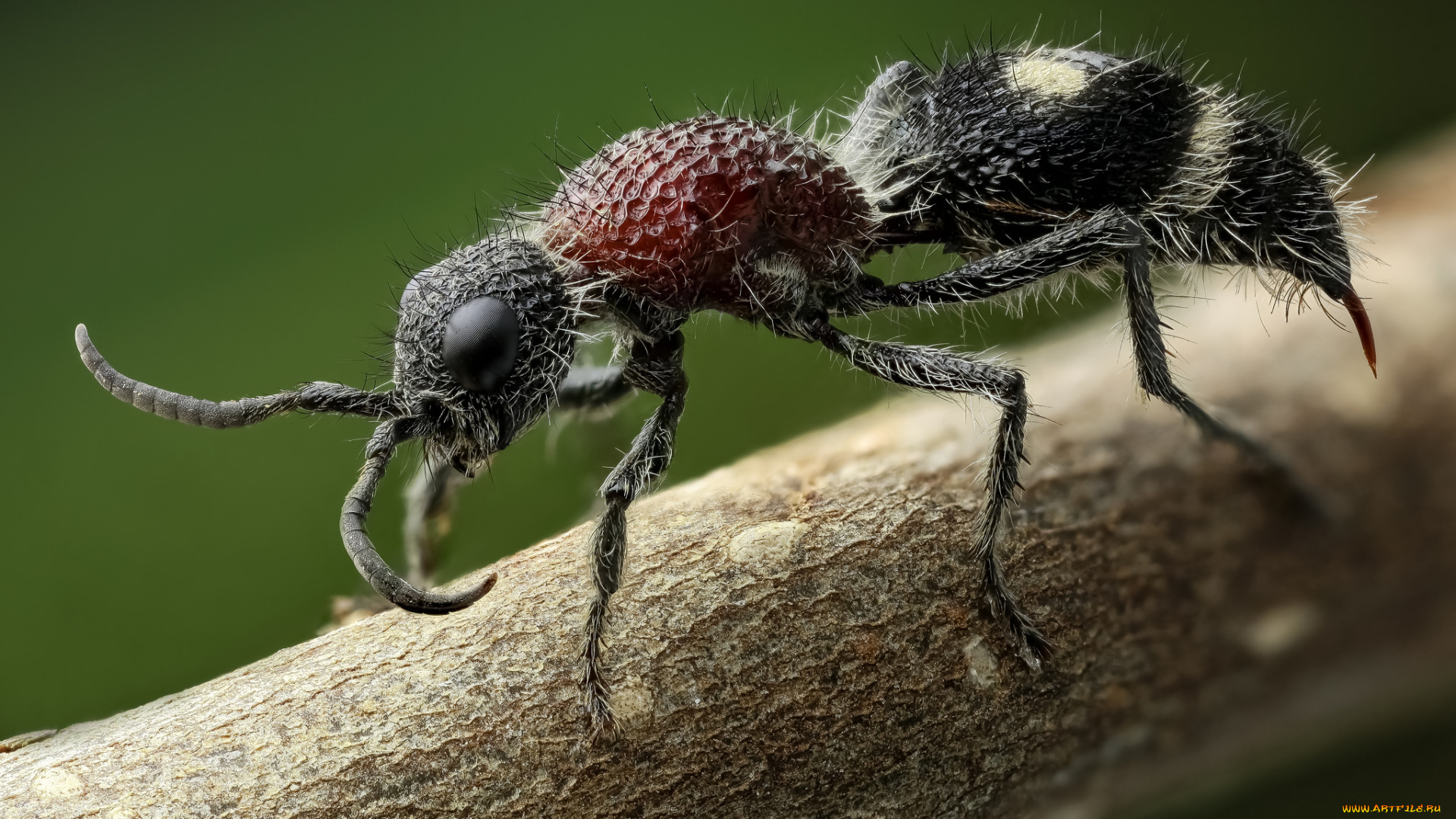 животные, насекомые, насекомое, жук, травинка, макро, фон