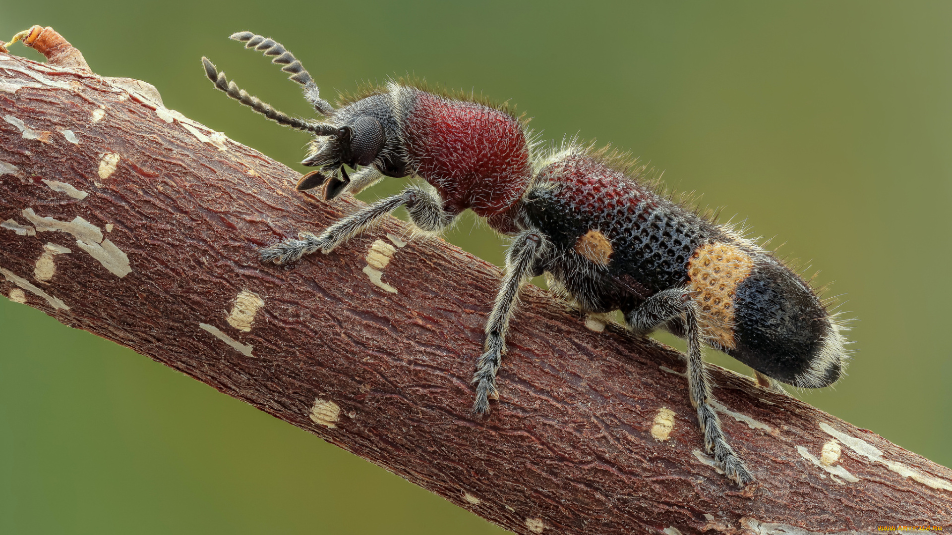 животные, насекомые, утро, фон, макро, насекомое, травинка, жук