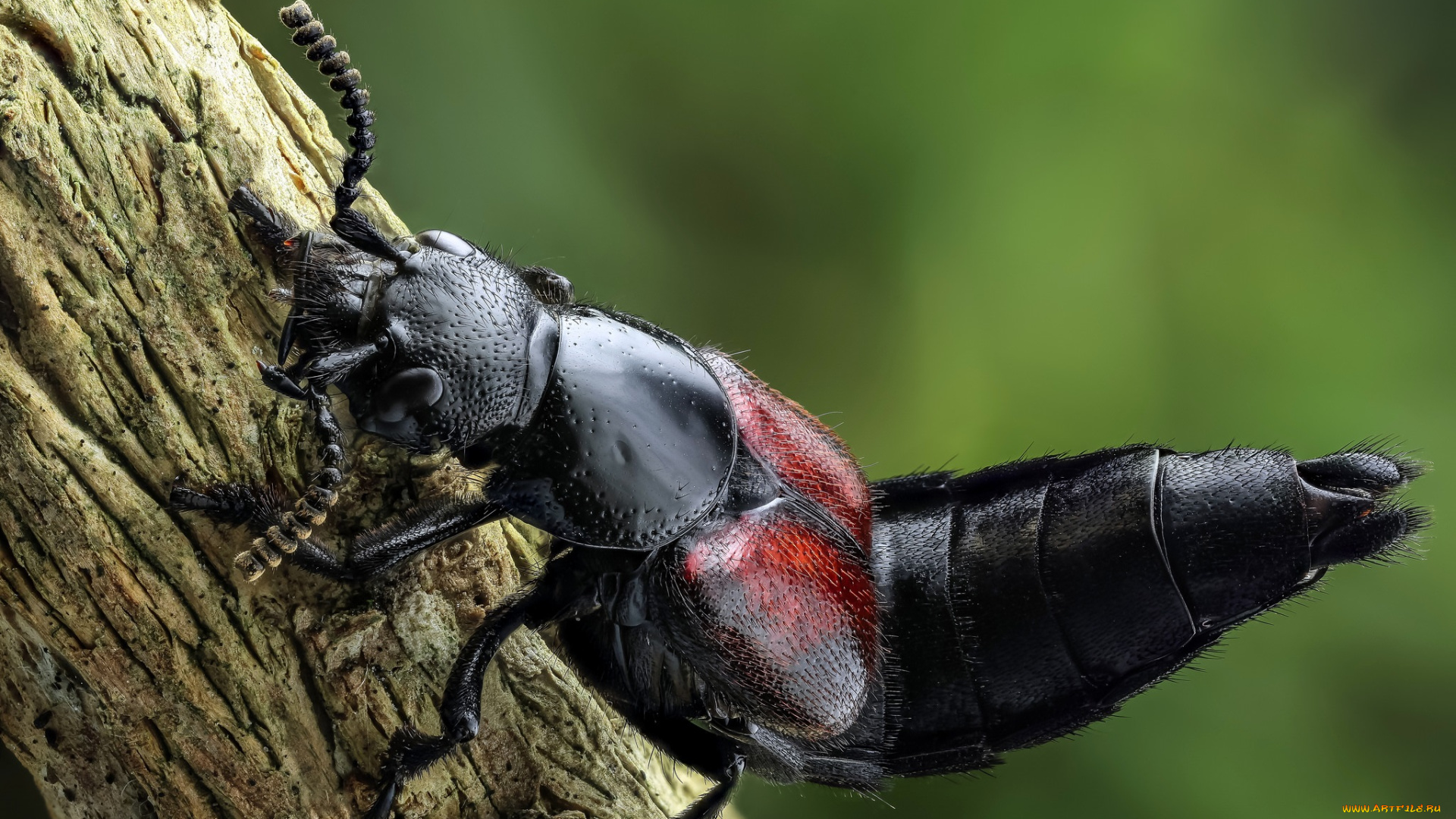 животные, насекомые, утро, макро, насекомое, жук, фон