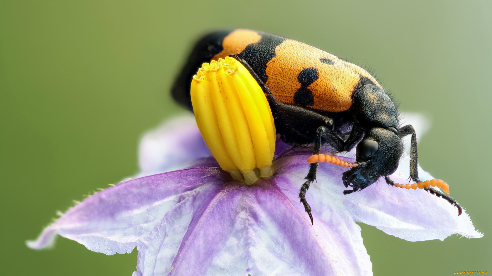 животные, насекомые, зелёный, фон, растение, цветок, жук, макро