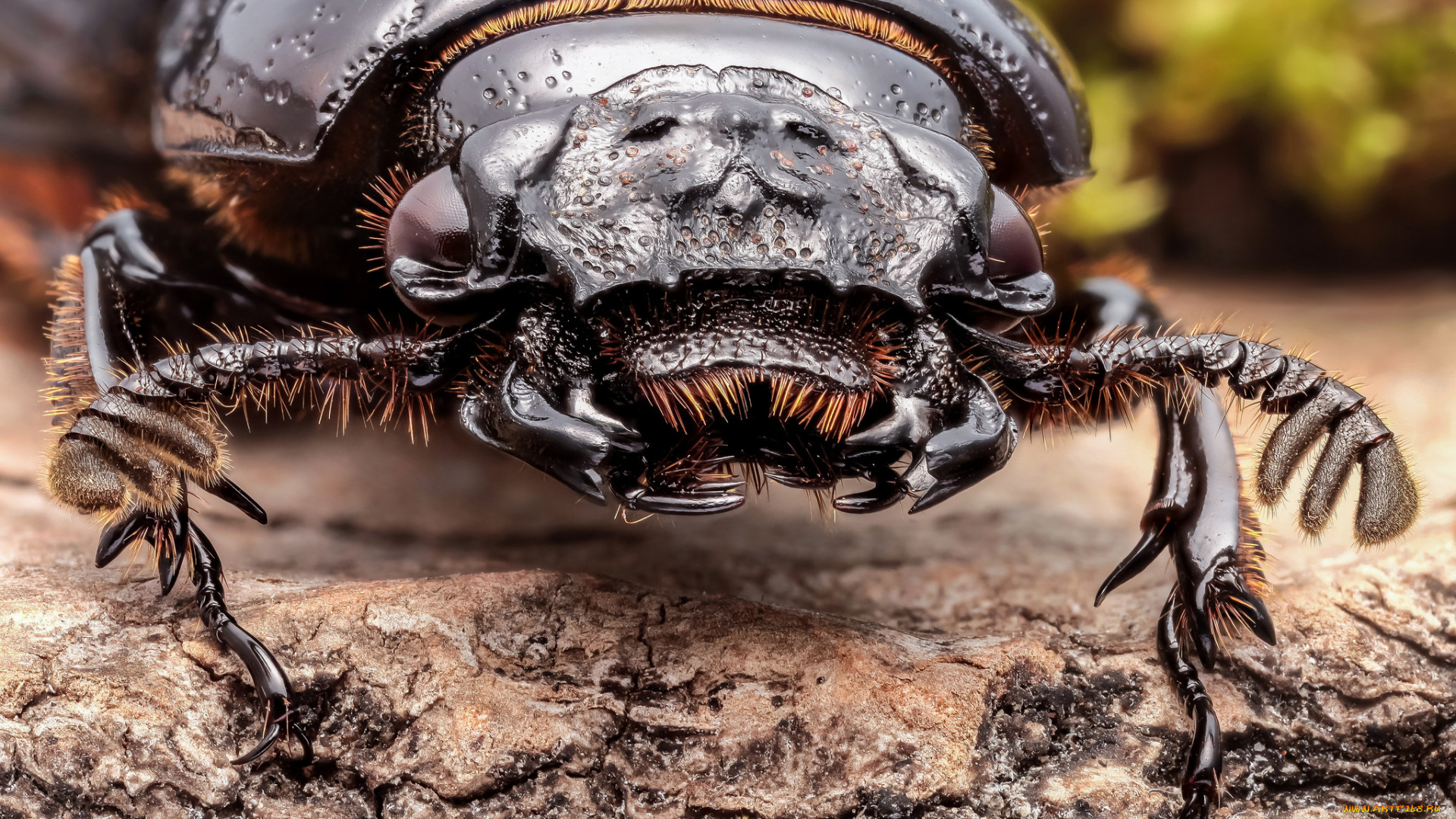 животные, насекомые, жук, портрет, насекомое, макро