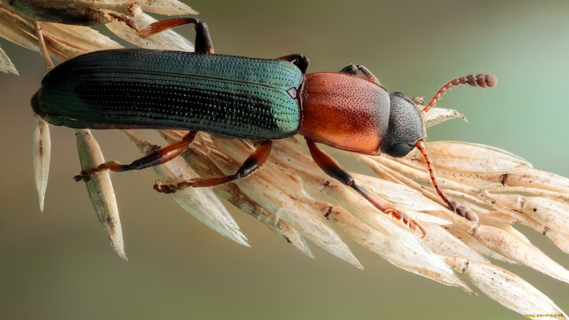 животные, насекомые, жук, травинка, фон, утро, насекомое, макро