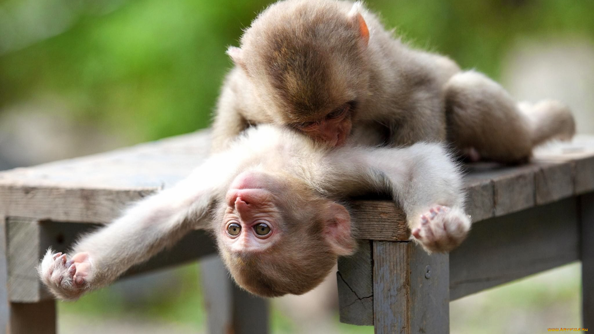 животные, обезьяны, дерево, обезьяна