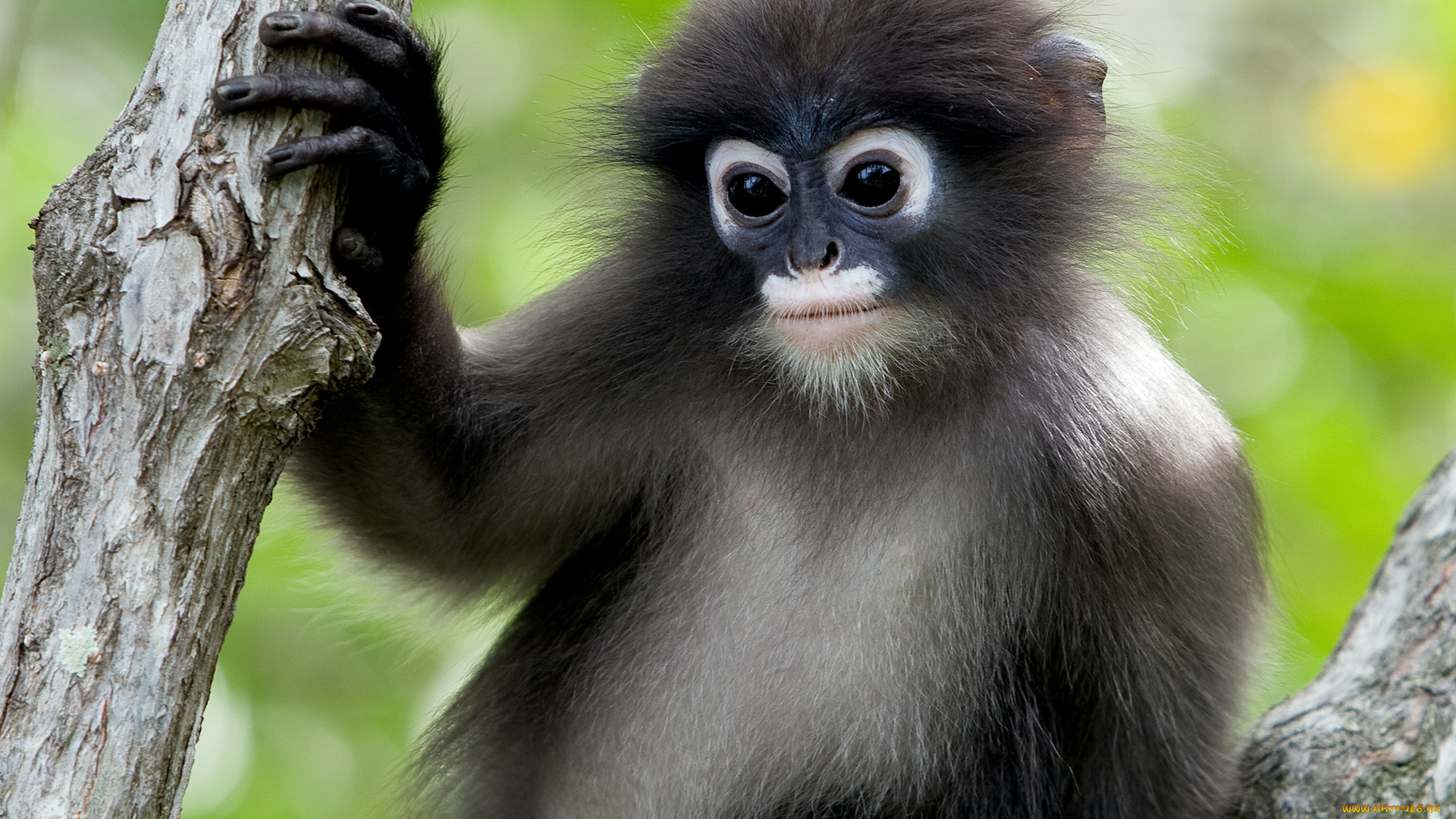 животные, обезьяны, животное, обезьяна, дерево