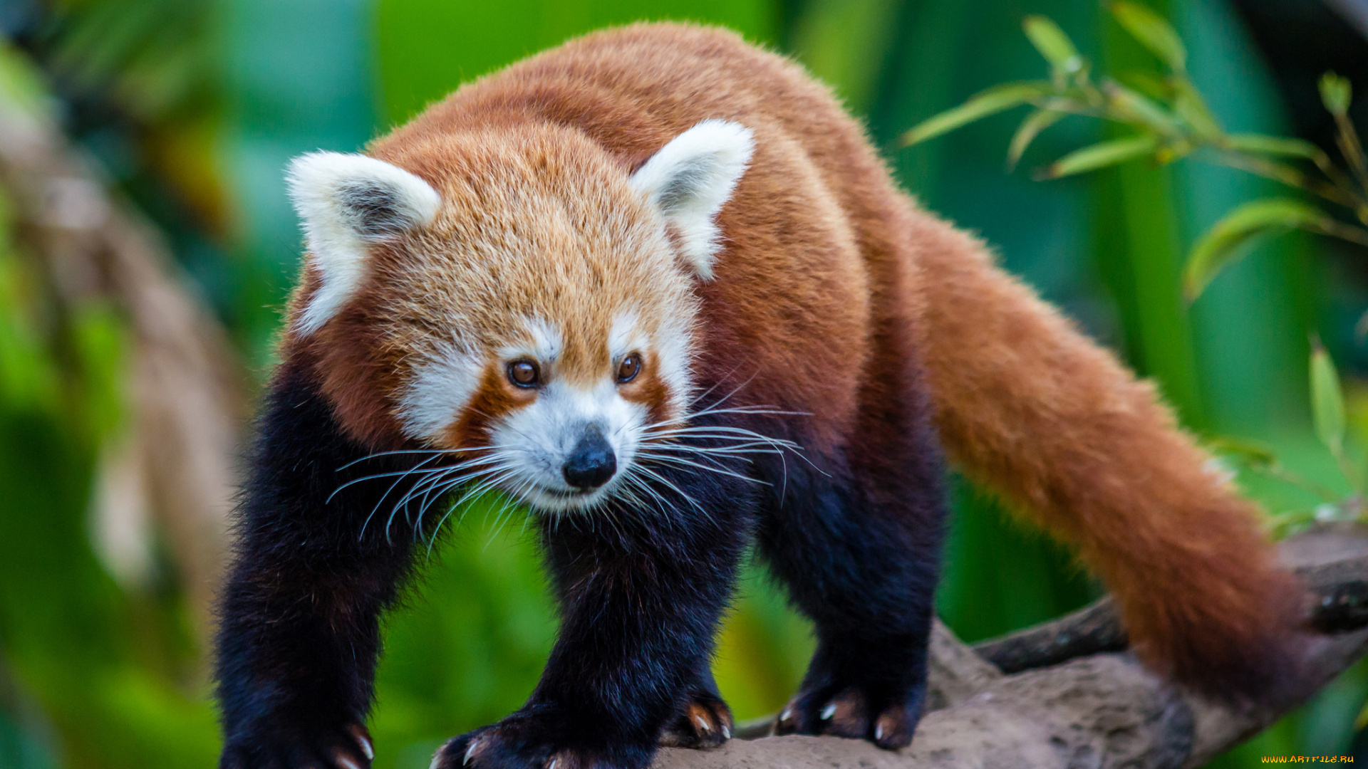 животные, панды, панда