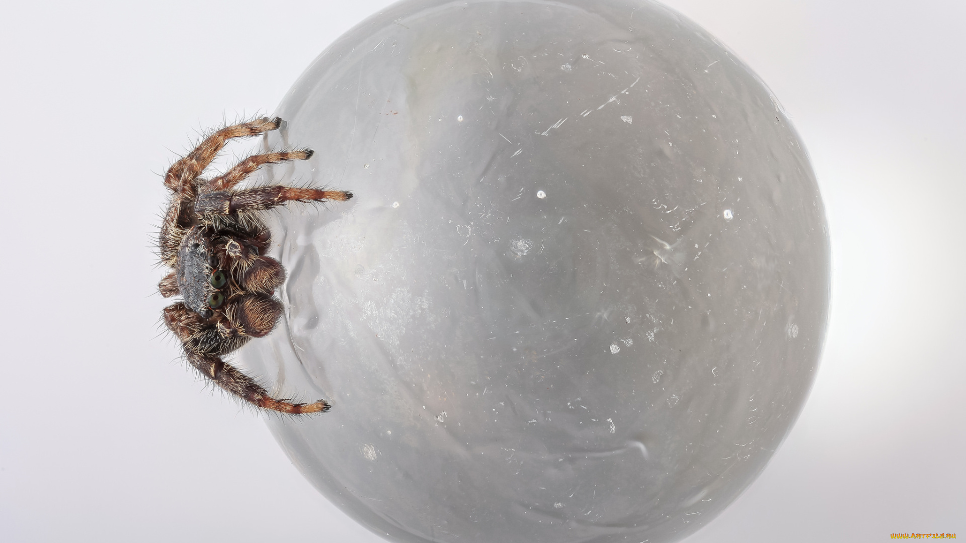 животные, пауки, паук, шар, макро