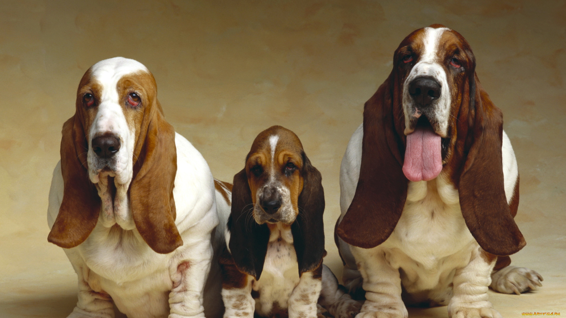 животные, собаки, бассет-хаунд, щенок