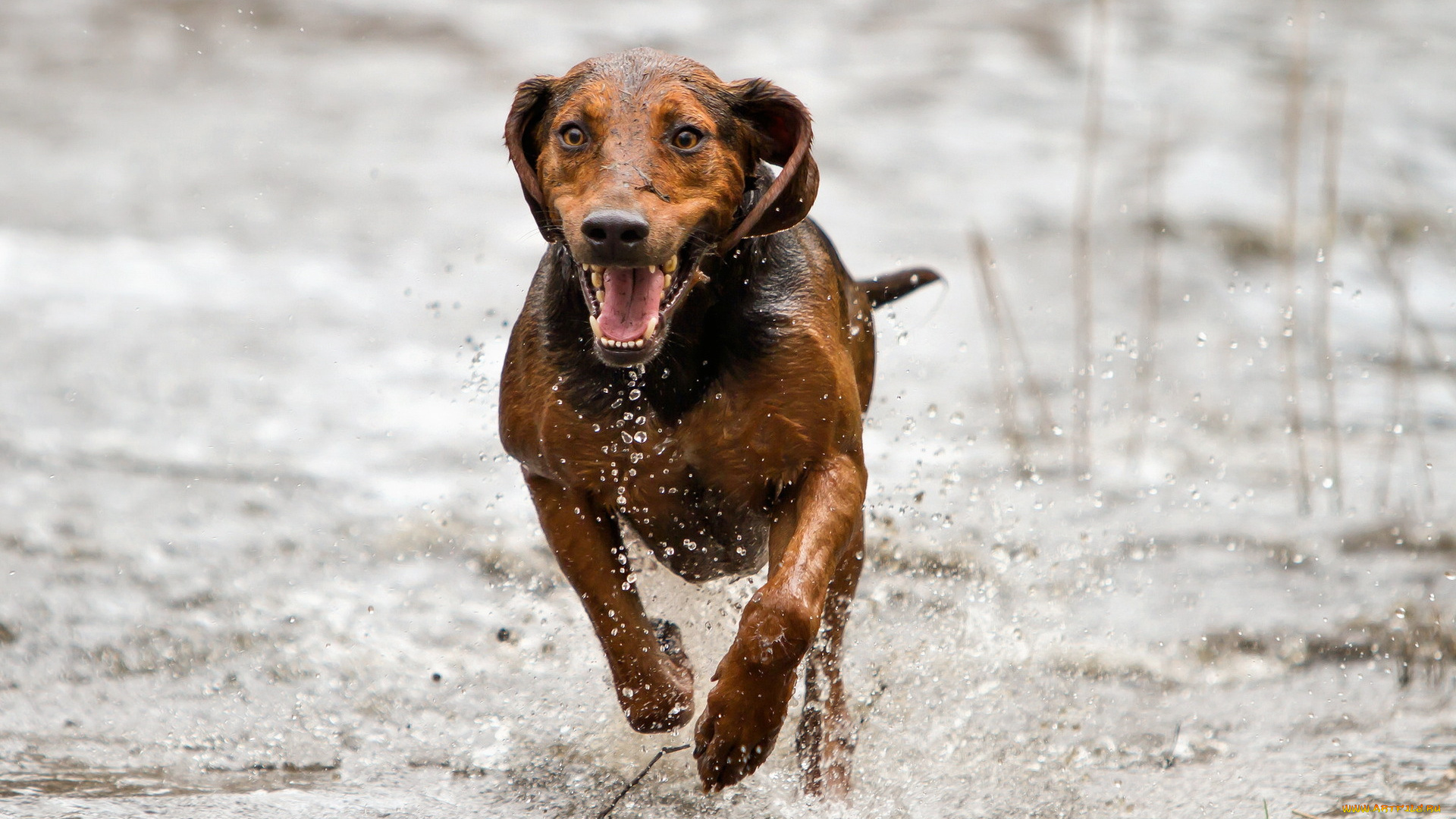 животные, собаки, бег, друг, взгляд, собака