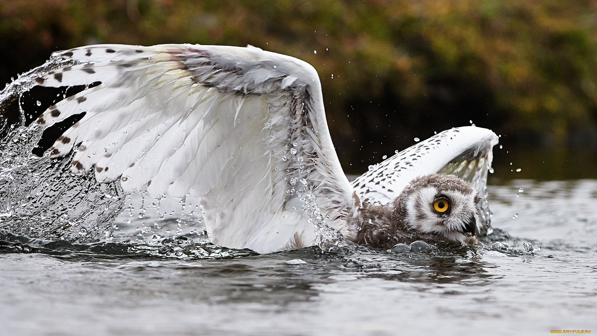 животные, совы