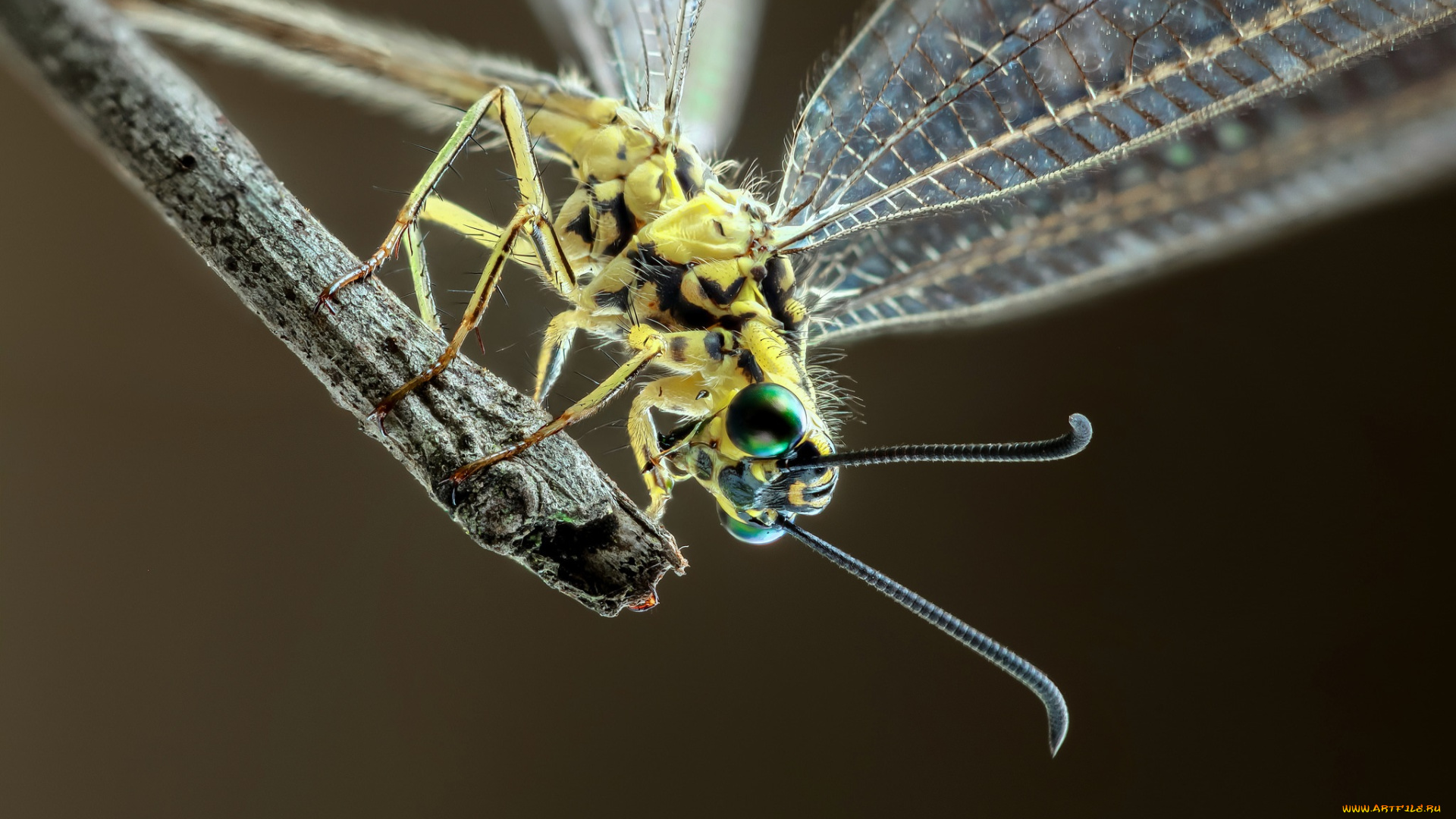 животные, стрекозы, фон, насекомое, стрекоза, травинка, макро