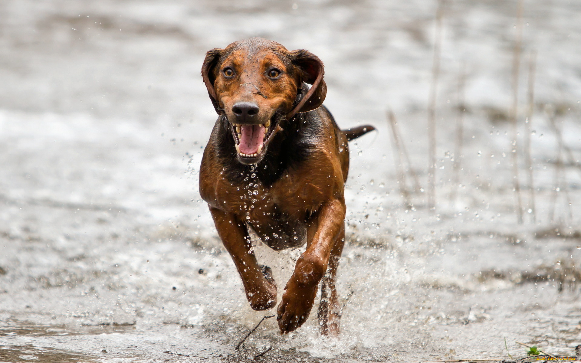 животные, собаки, бег, друг, взгляд, собака