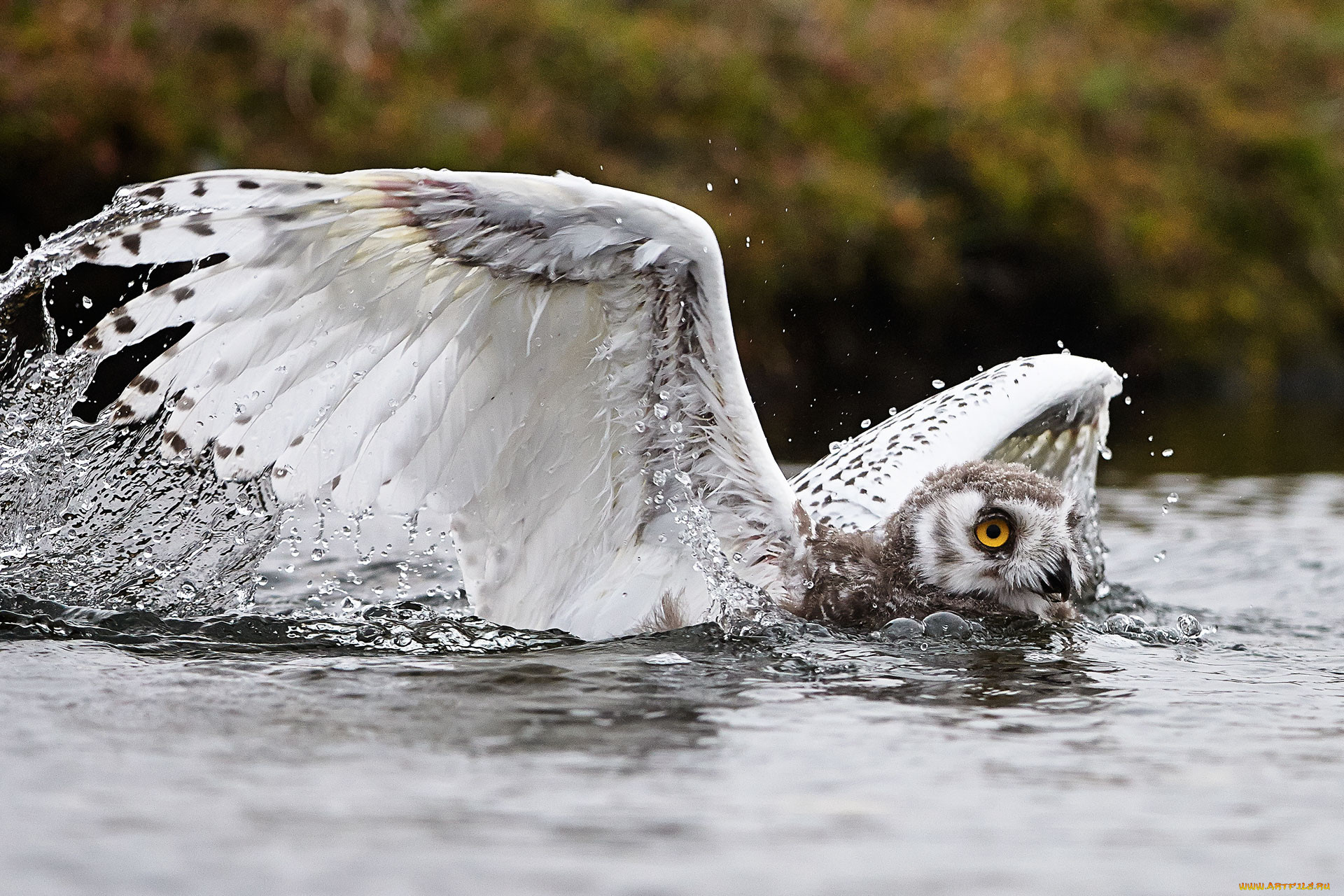 животные, совы